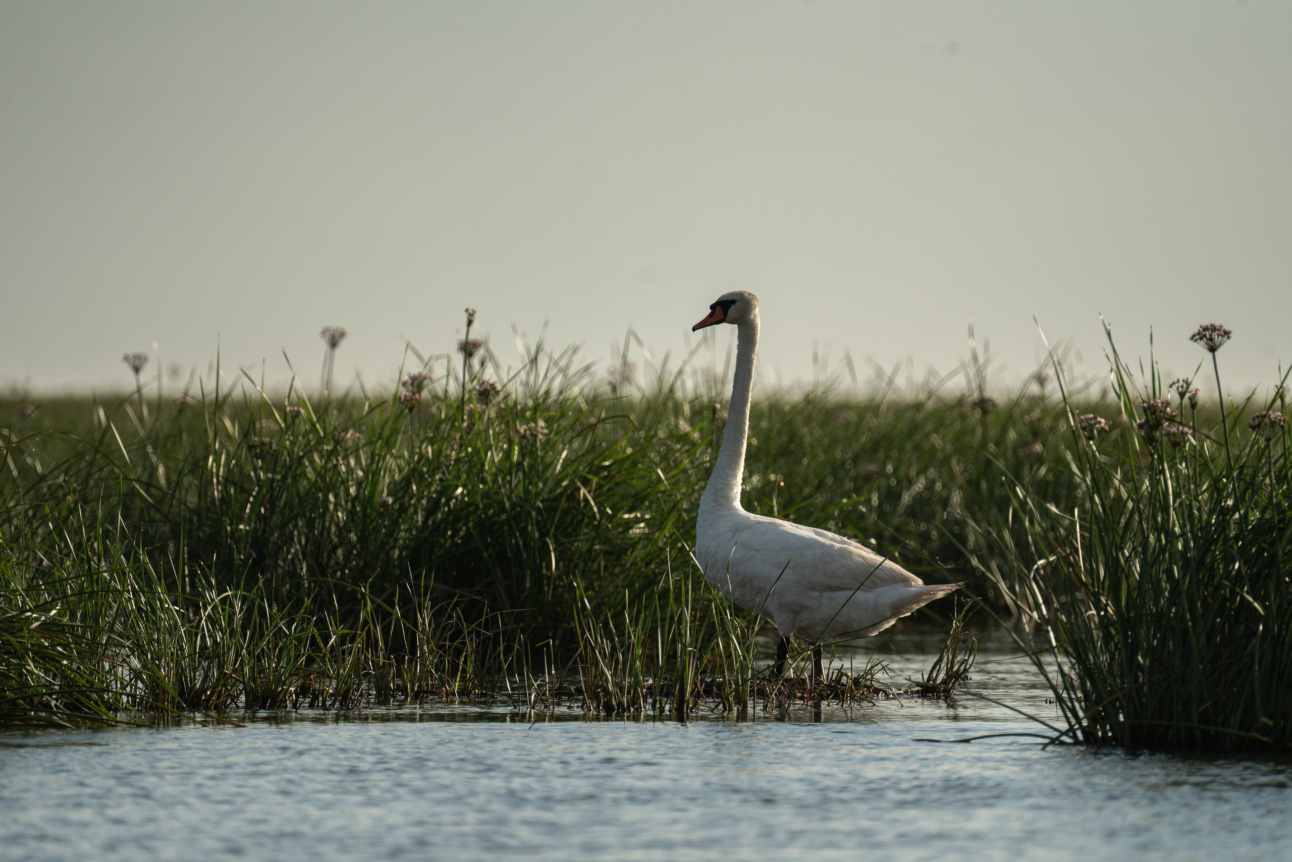 Золотые лотосы. Июль