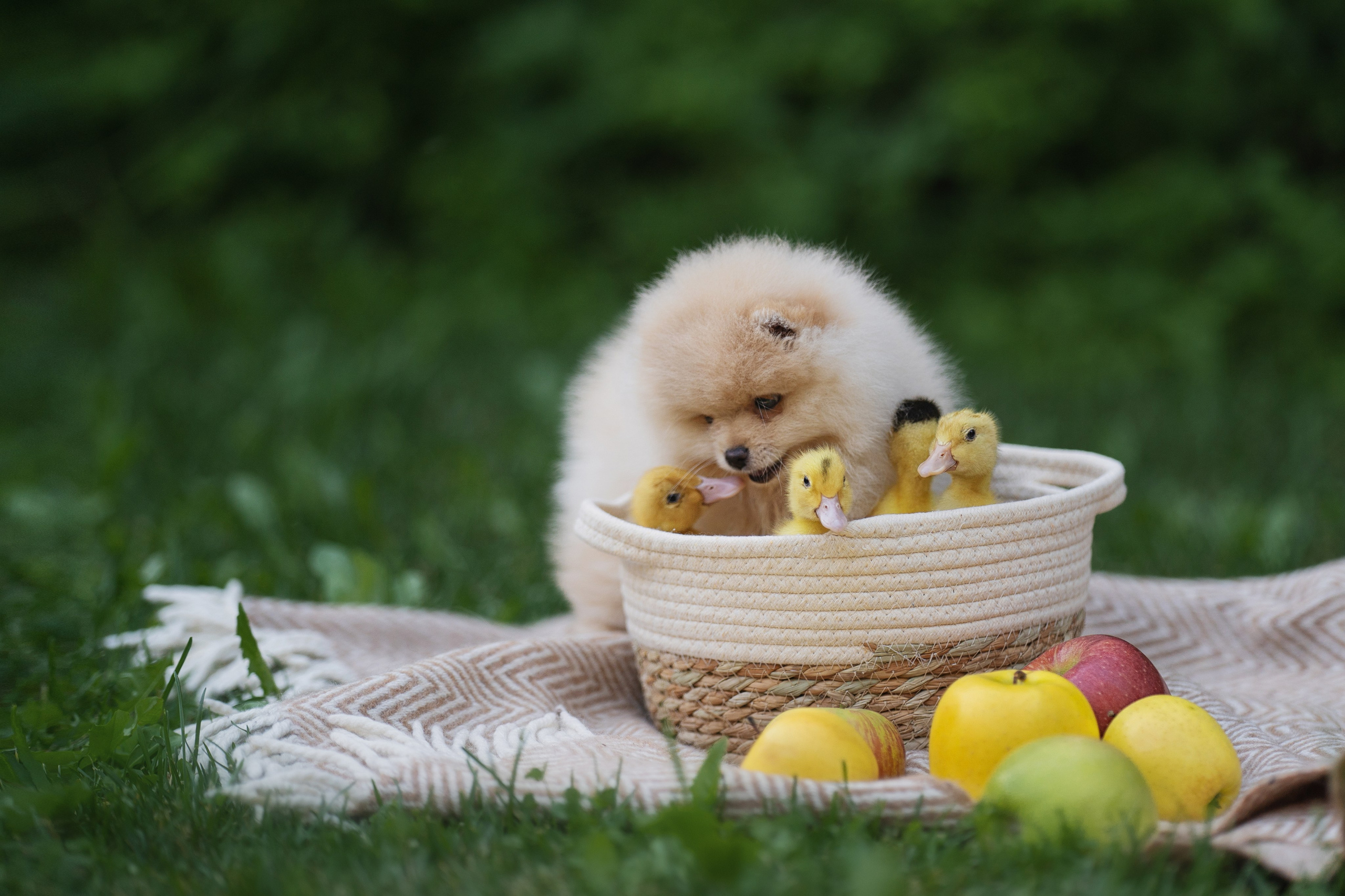 Оскар и утята. Kameramotor74