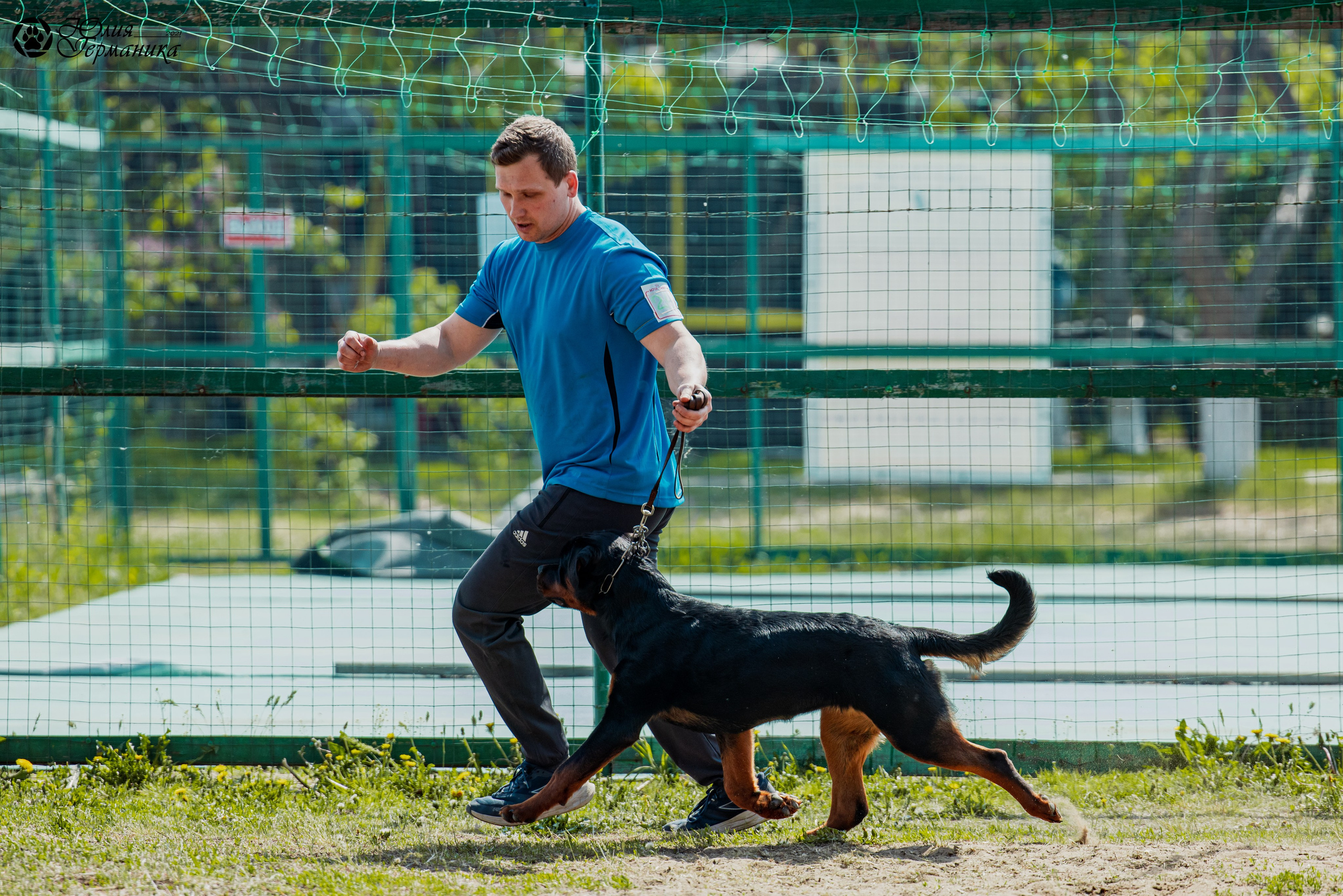 Саратов моно ротвейлеров 26-27.04.2025. Фотограф-анималист Юлия Германика
