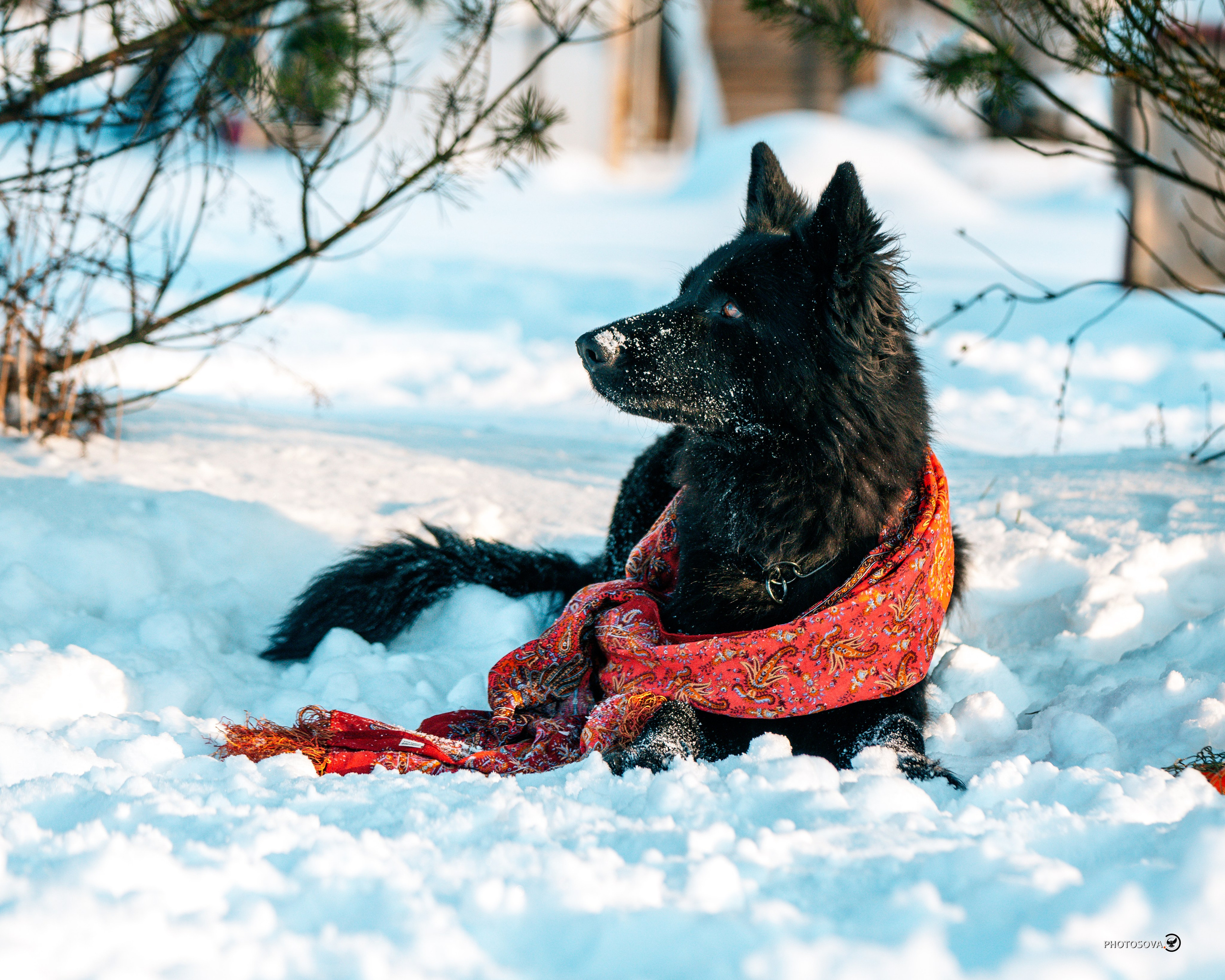 ФОТОПАМЯТЬ ВАШИХ ЭМОЦИЙ. Фотограф-анималист, семейный фотограф в Москве и Подмосковье. Фотосъёмка кинологических дисциплин
