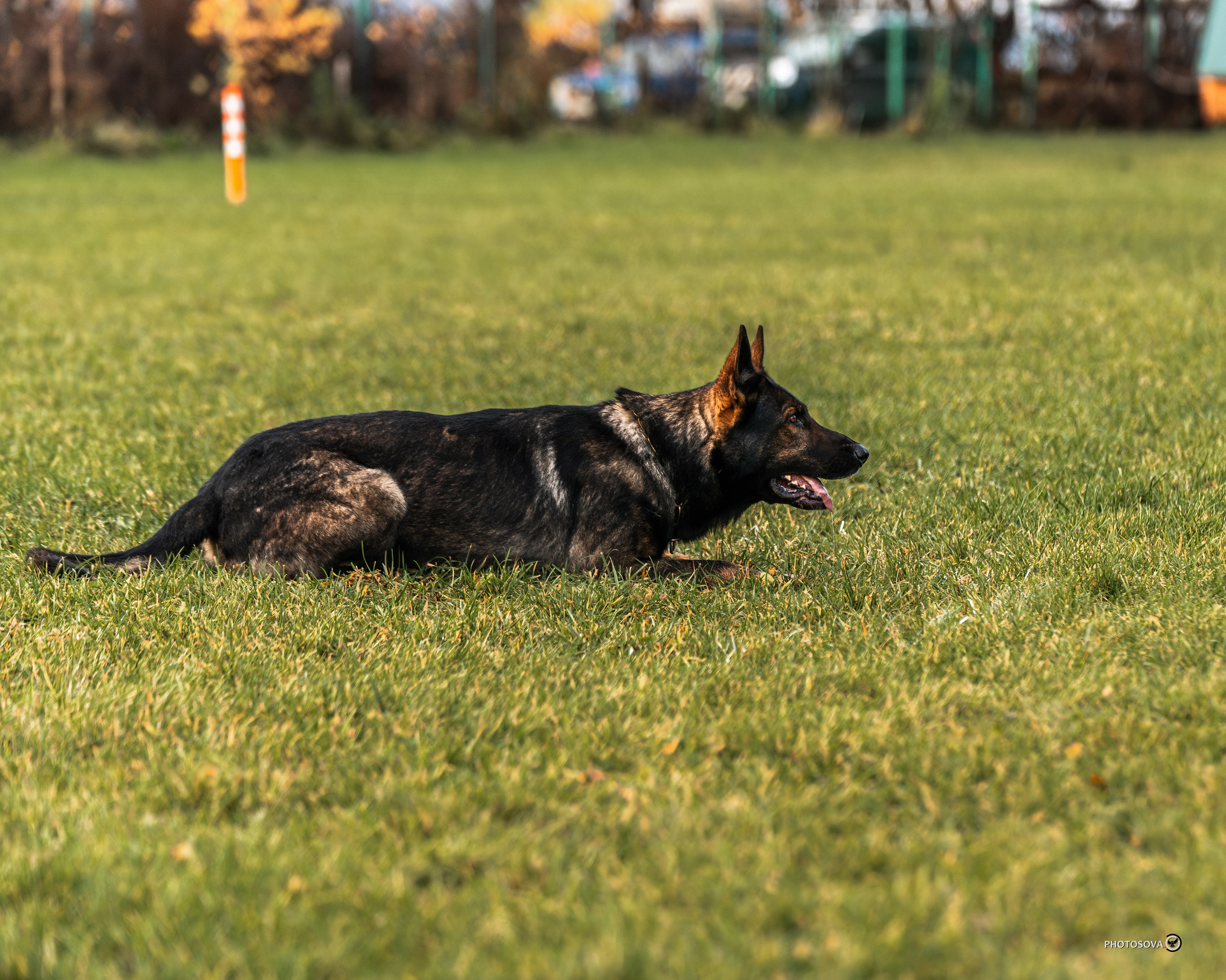 МЫ — КОМАНДА (соревнования) OKD, BH, IBGH, IGP. Фотограф-анималист, семейный фотограф в Москве и Подмосковье. Фотосъёмка кинологических дисциплин
