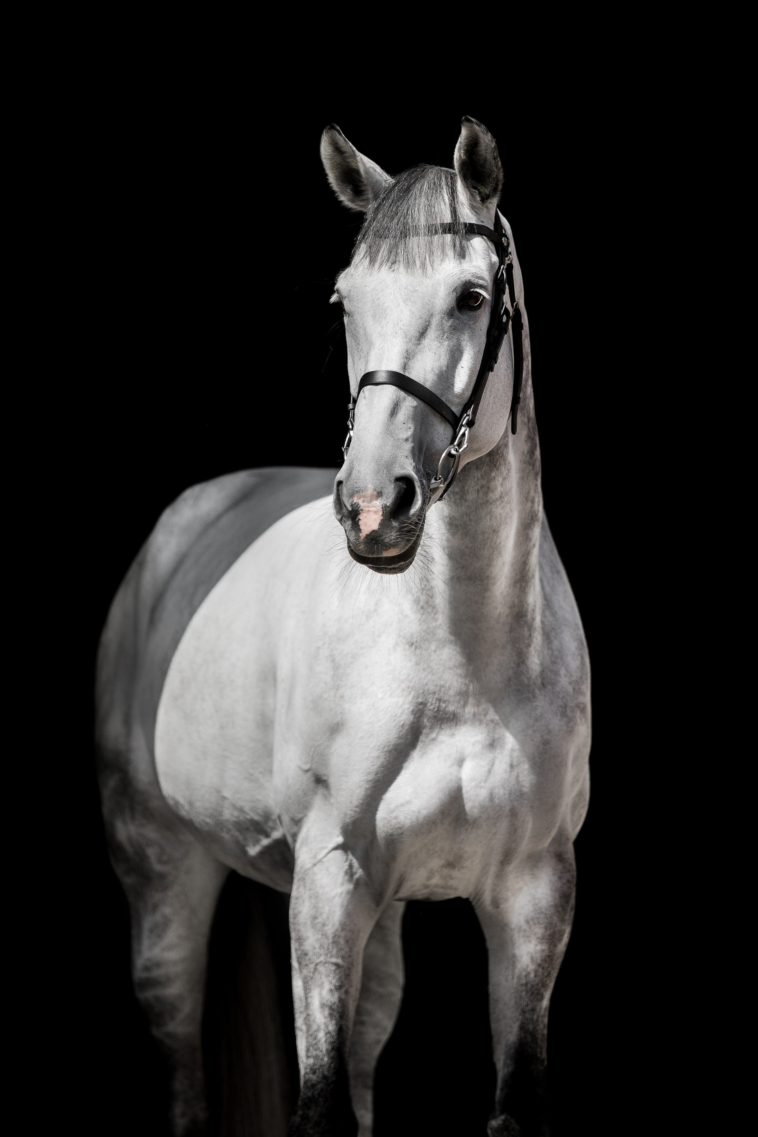 Конные портреты. Veronika Makeeva horse photo