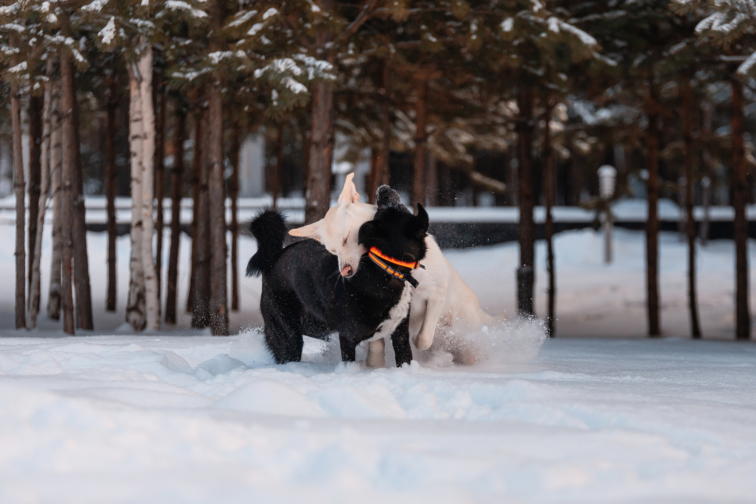 Татьяна, Михаил, Шелли и Лаки. Фотограф-анималист Анастасия Парфенова|Екатеринбург