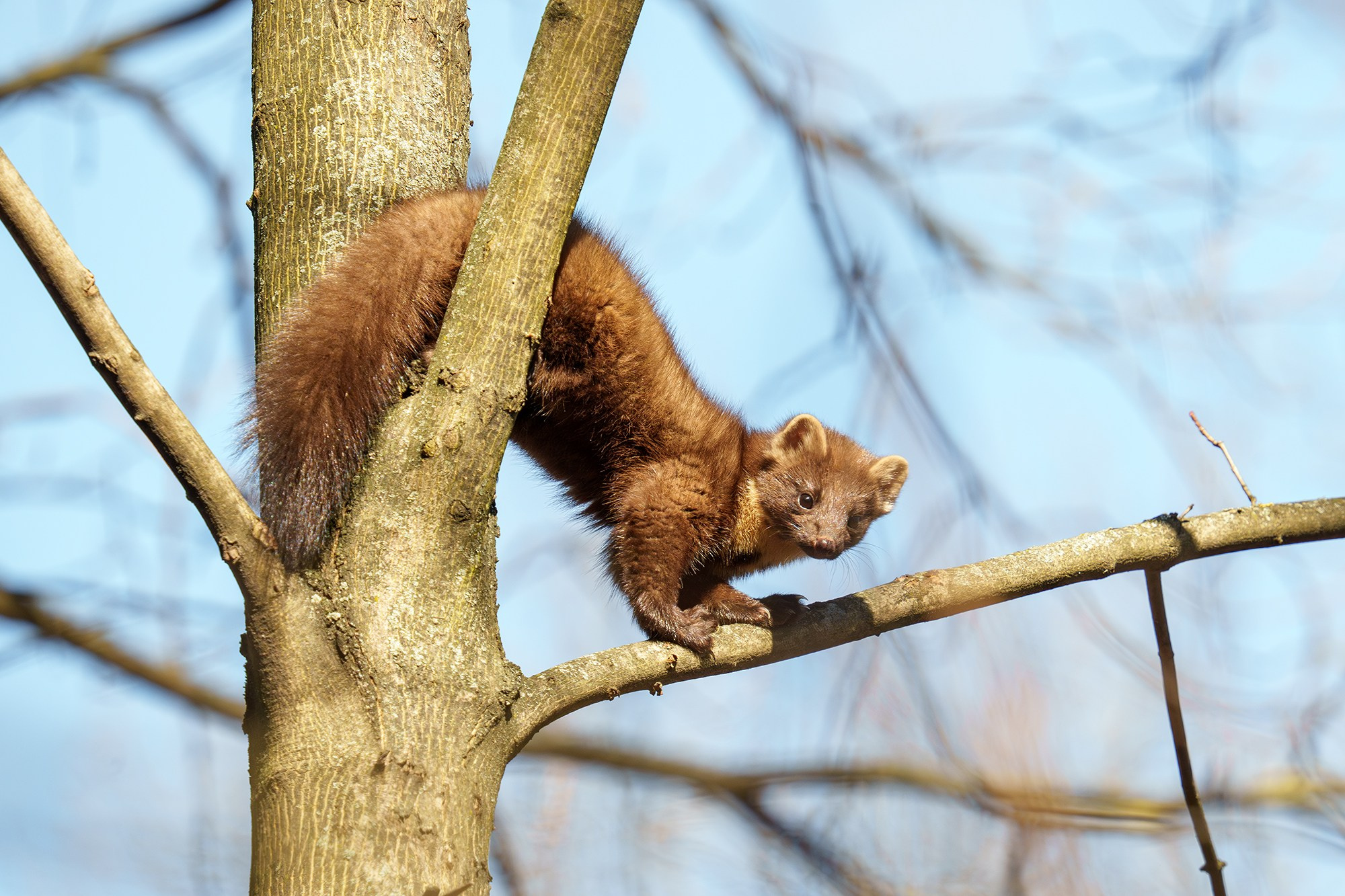 Животные. Ваш личный фотограф Марина Волкова