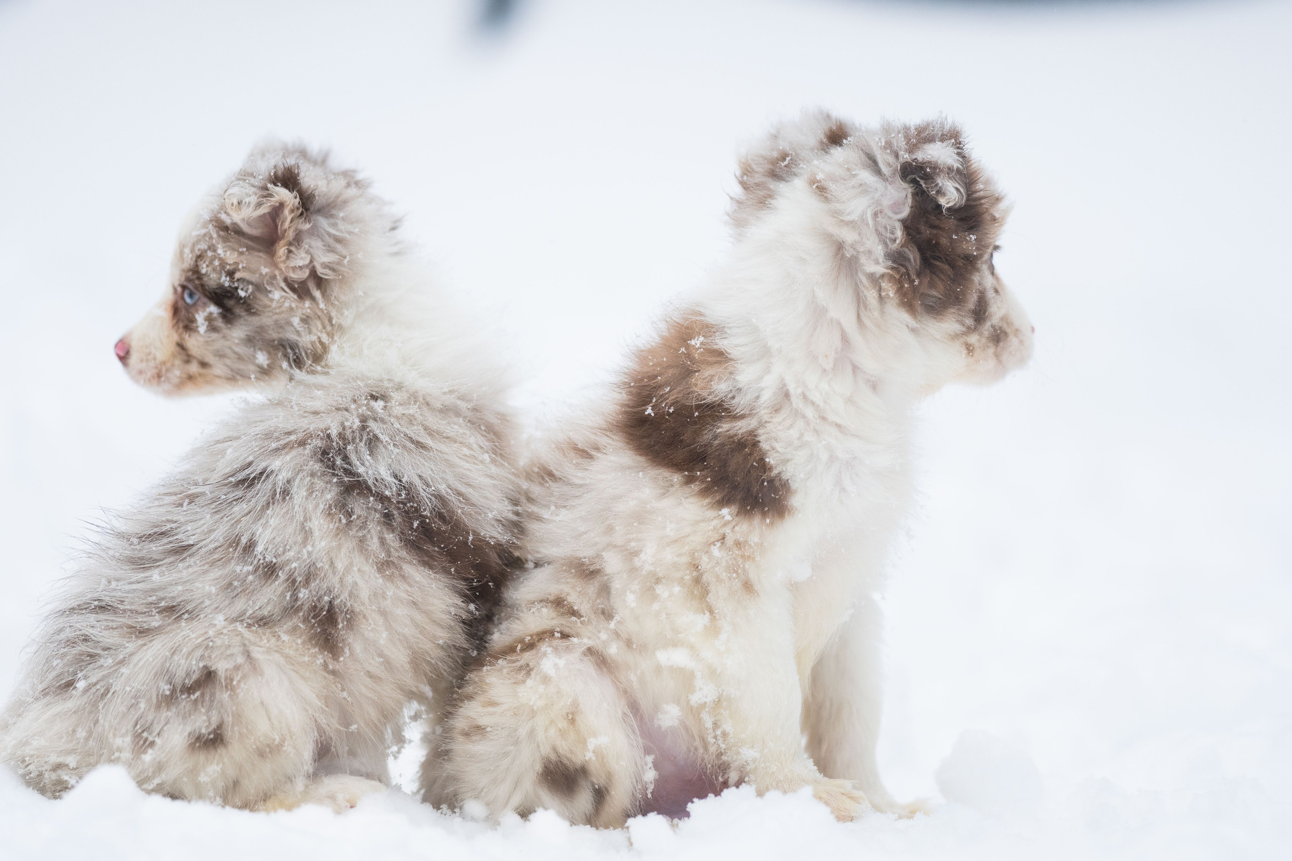 Фритсвит. Семейный фотограф Ефремова Виктория