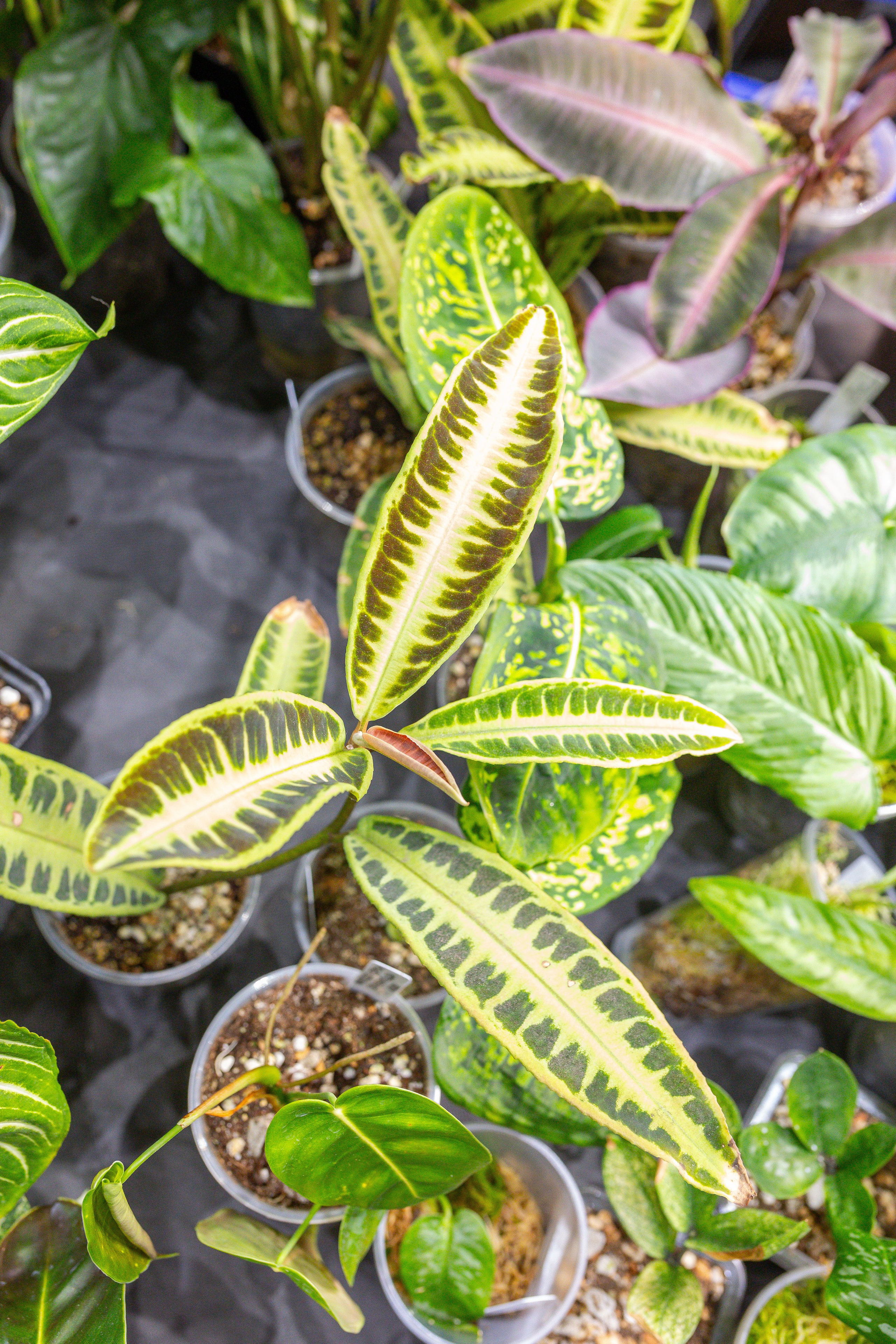 Монстериум 11–12 октября. Александра Куликова фотограф, Москва