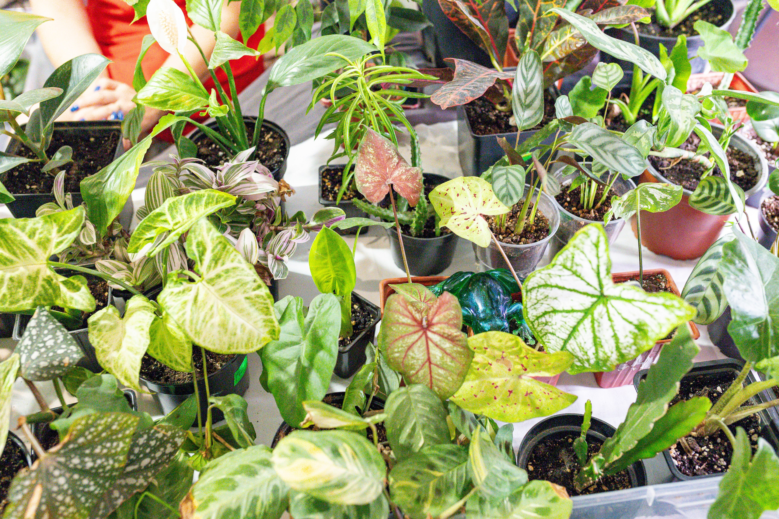 Growbox 5лет. Александра Куликова фотограф, Москва