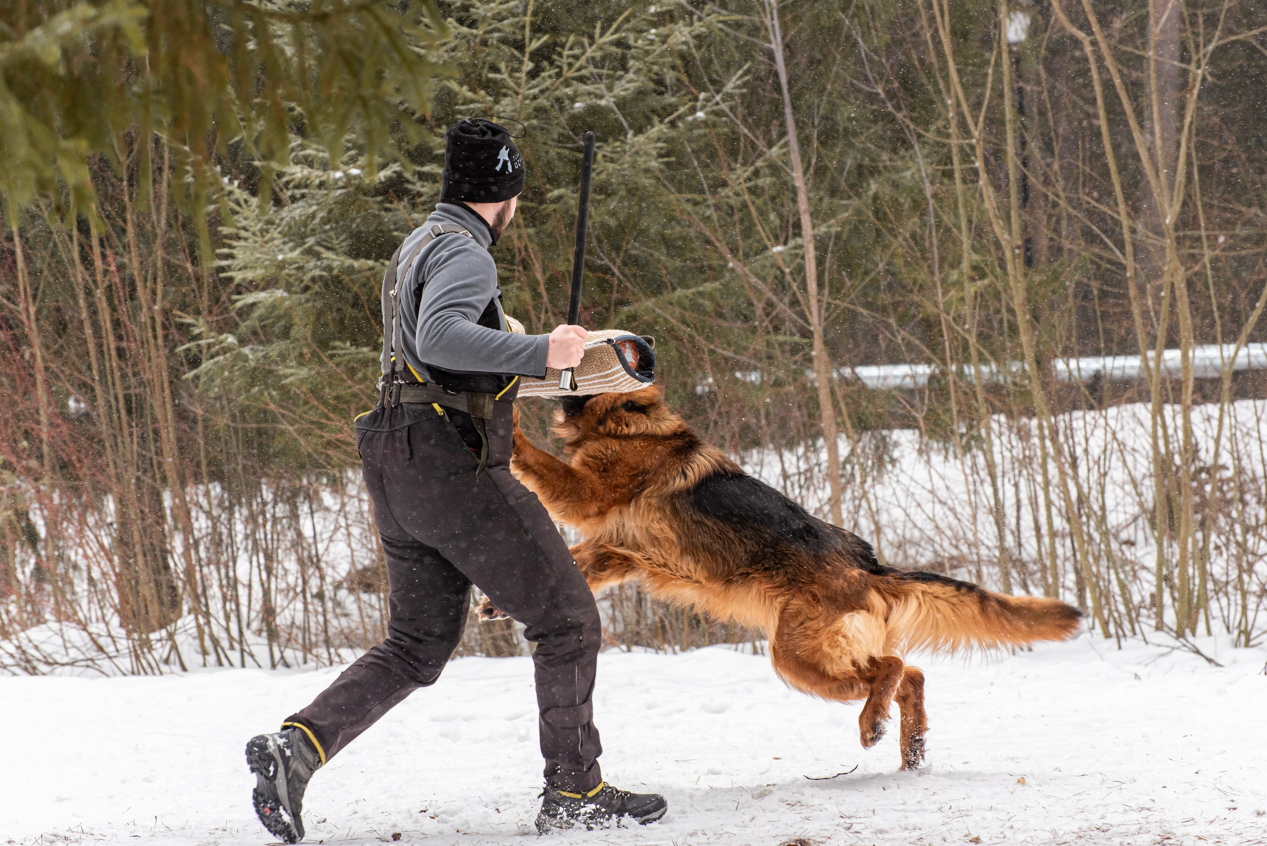 Фотосъёмка с собаками в Кинологическом лагере. Фотограф Макс Огурцов в Нижнем Новгороде