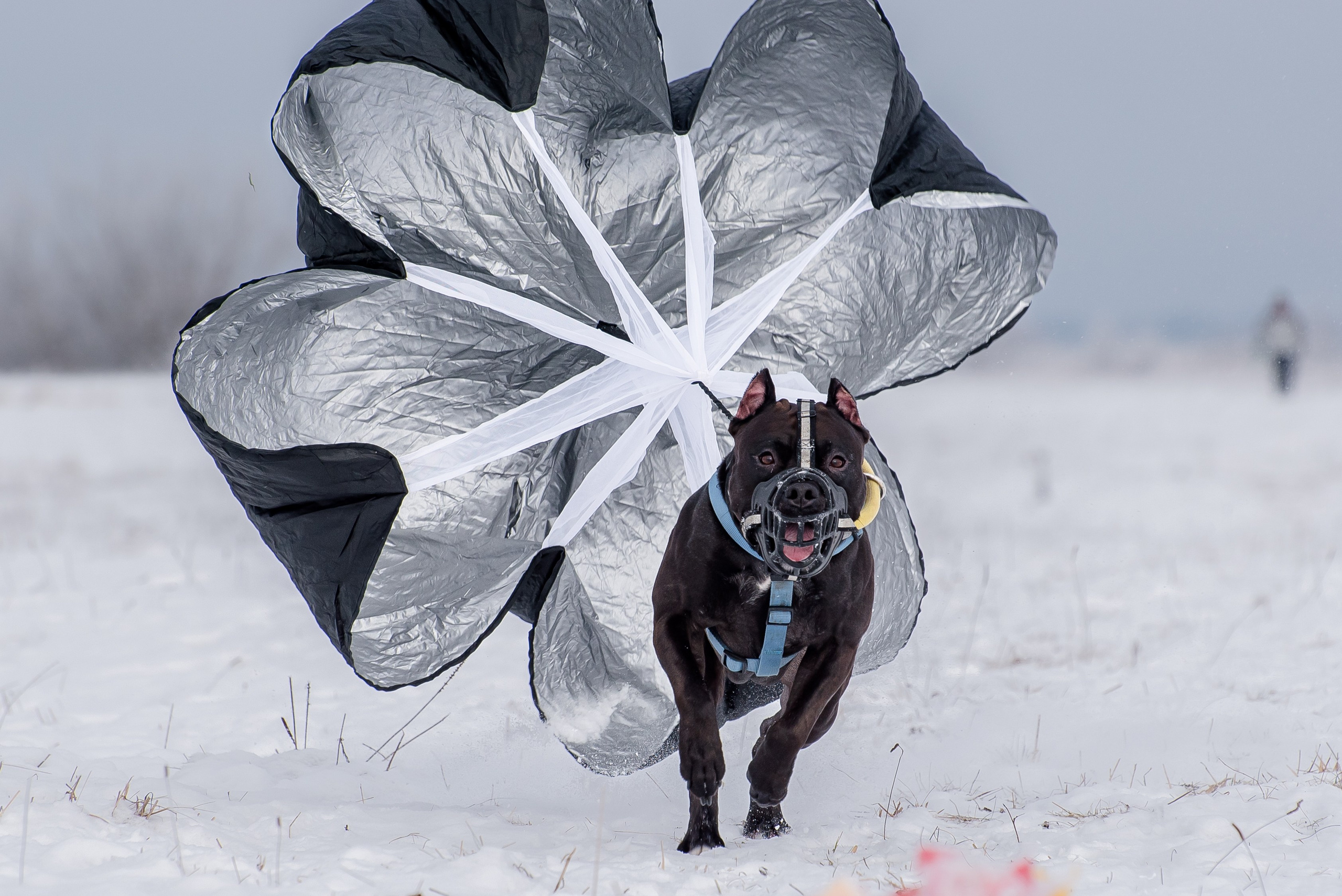 Бега за механической приманкой (Курсинг). Фотограф Макс Огурцов в Нижнем Новгороде