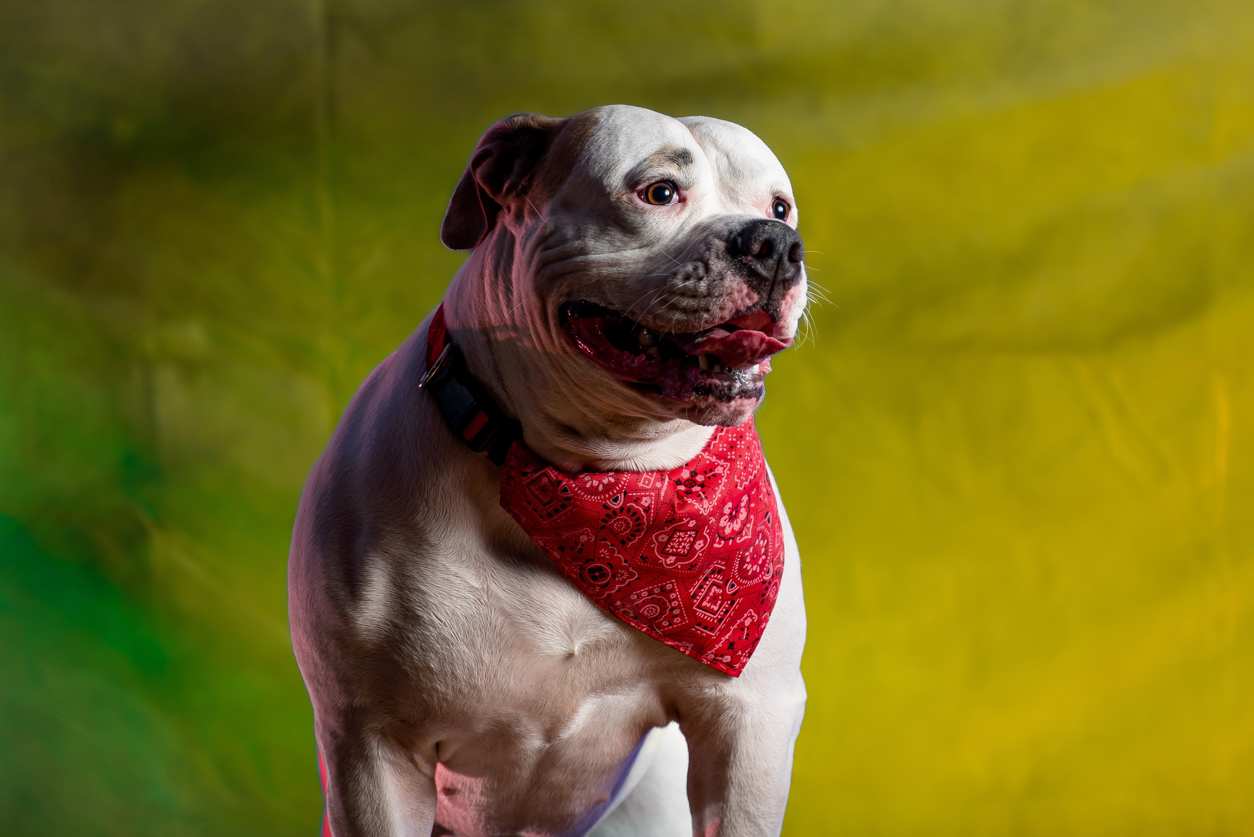 Фотограф собак. Фотограф Макс Огурцов в Нижнем Новгороде