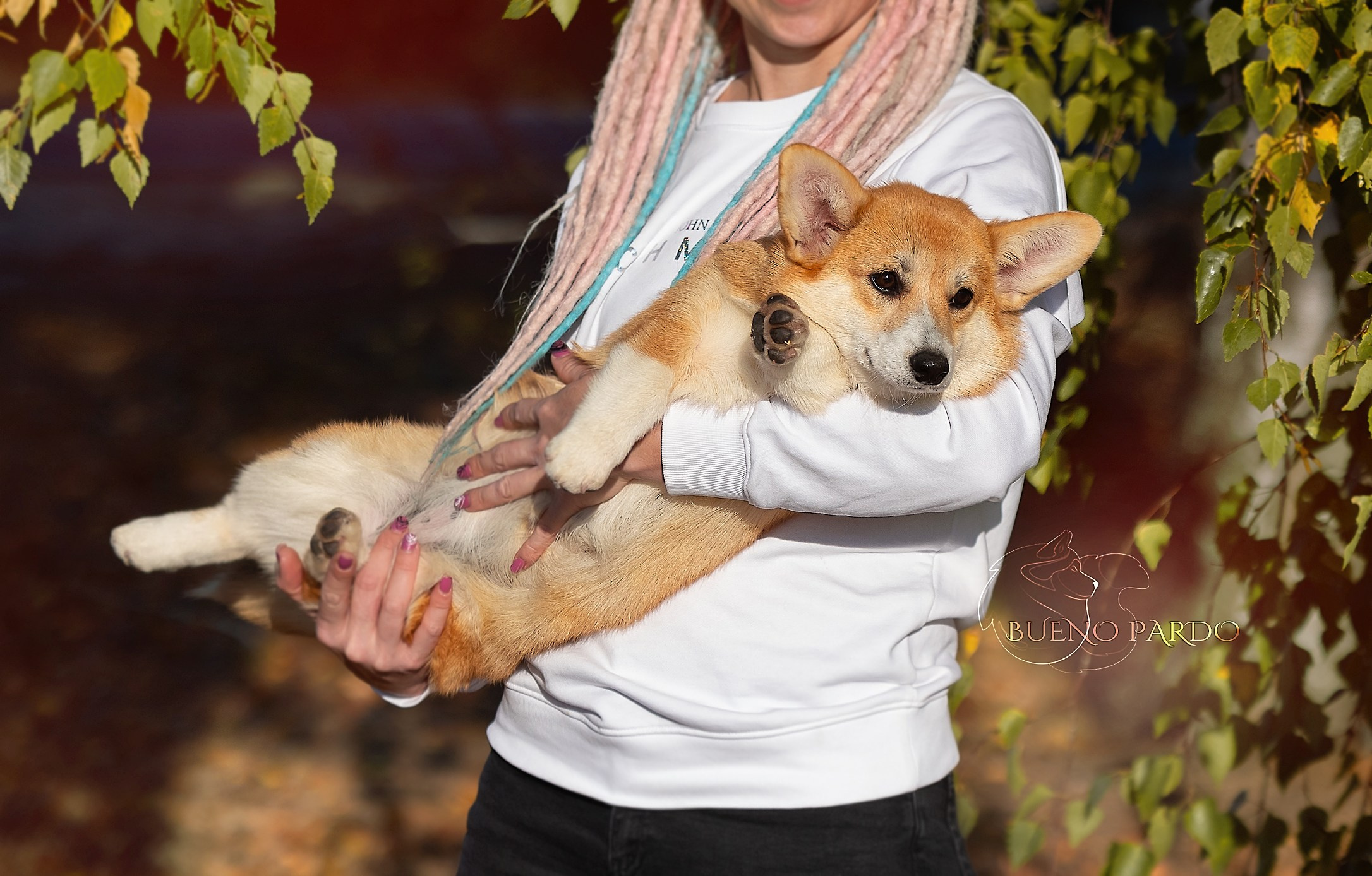 Щенки вельш корги пемброк из питомника. Питомник собак Акита, Хаски, Корги