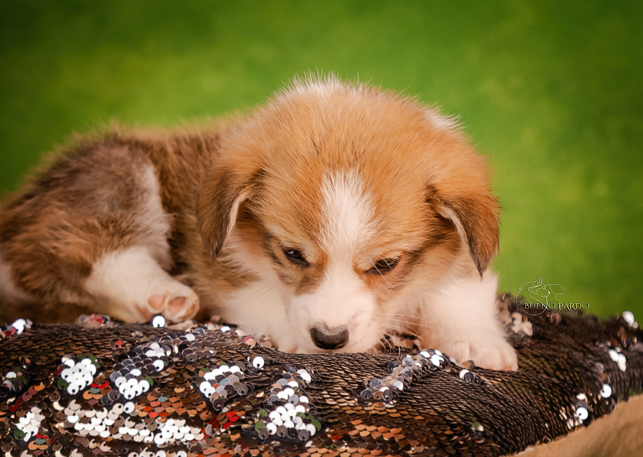 Щенки вельш корги пемброк из питомника. Питомник собак Акита, Хаски, Корги