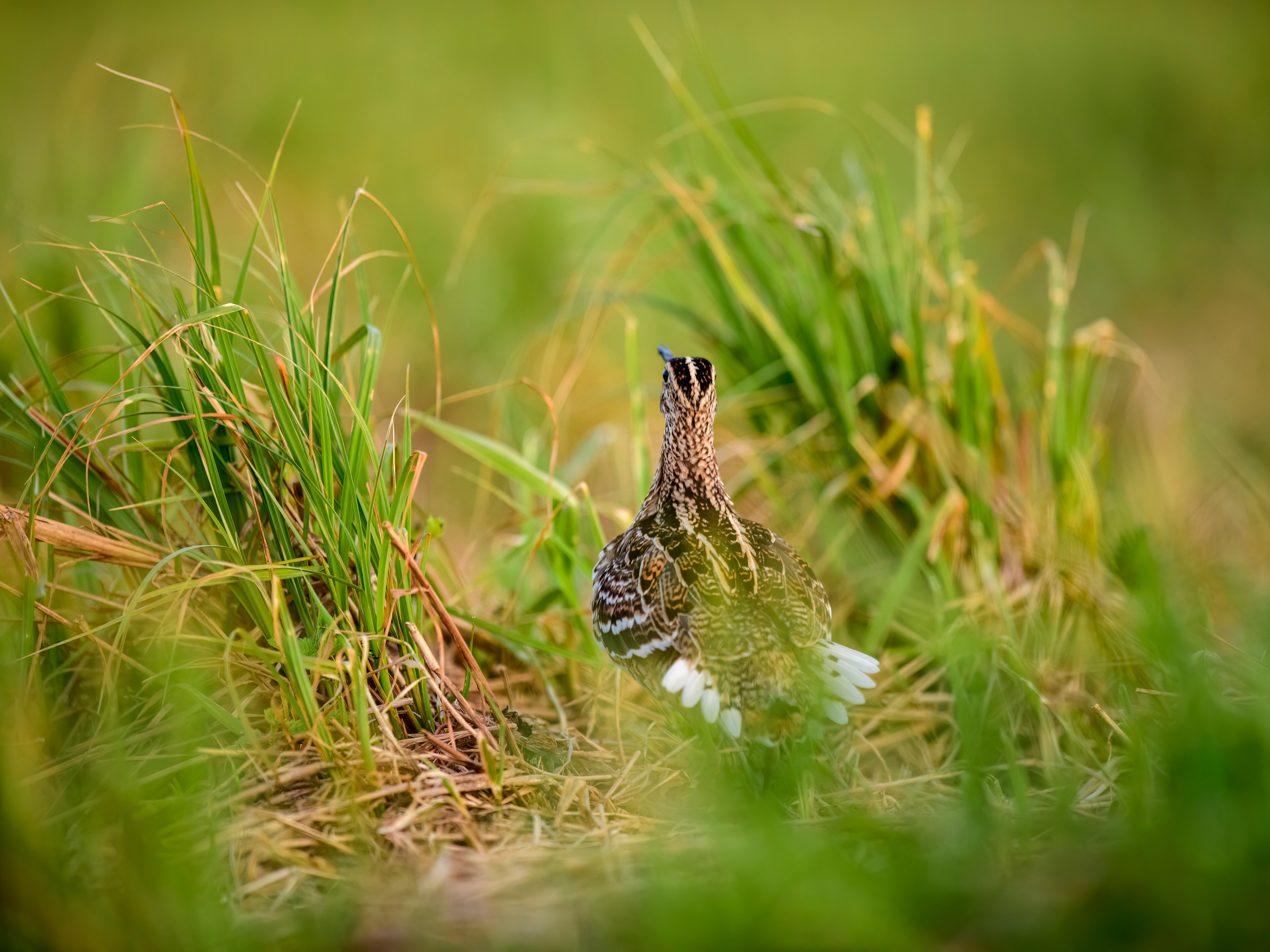 На дупелином току. Фотограф Сергей Пупонин