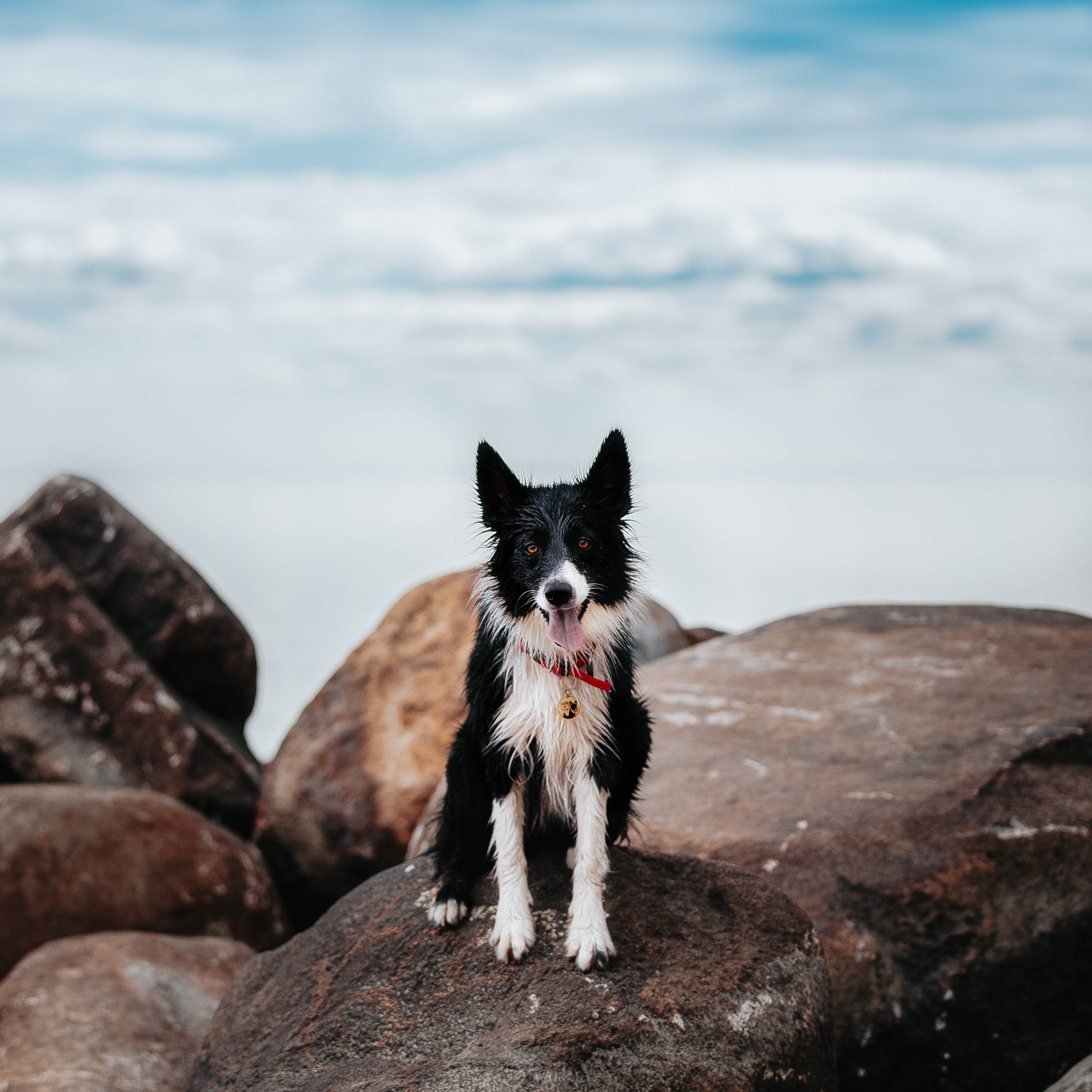 Кида и Сирша. Главная