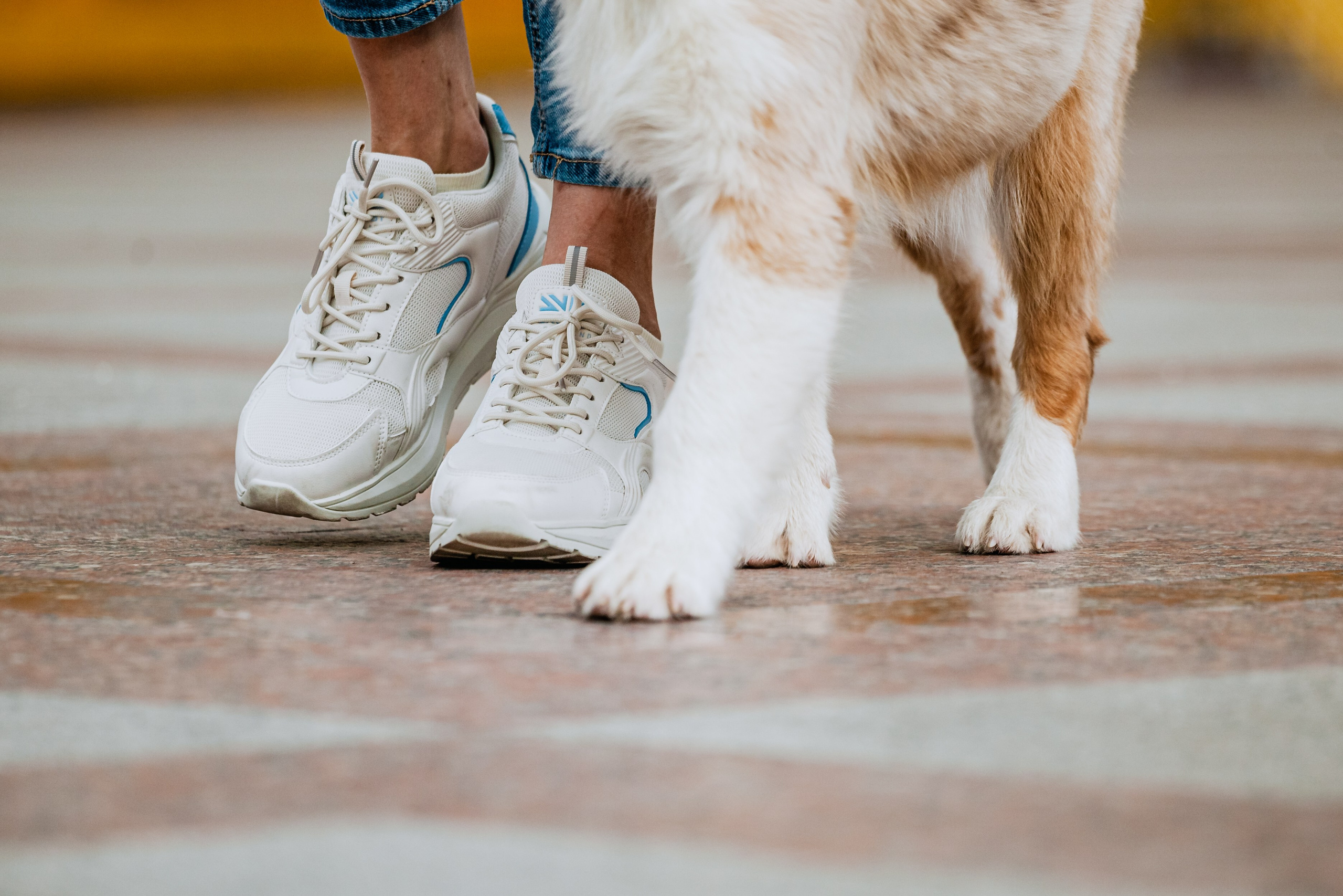 Андреевский мост. Фотограф-анималист Татьяна Степанова