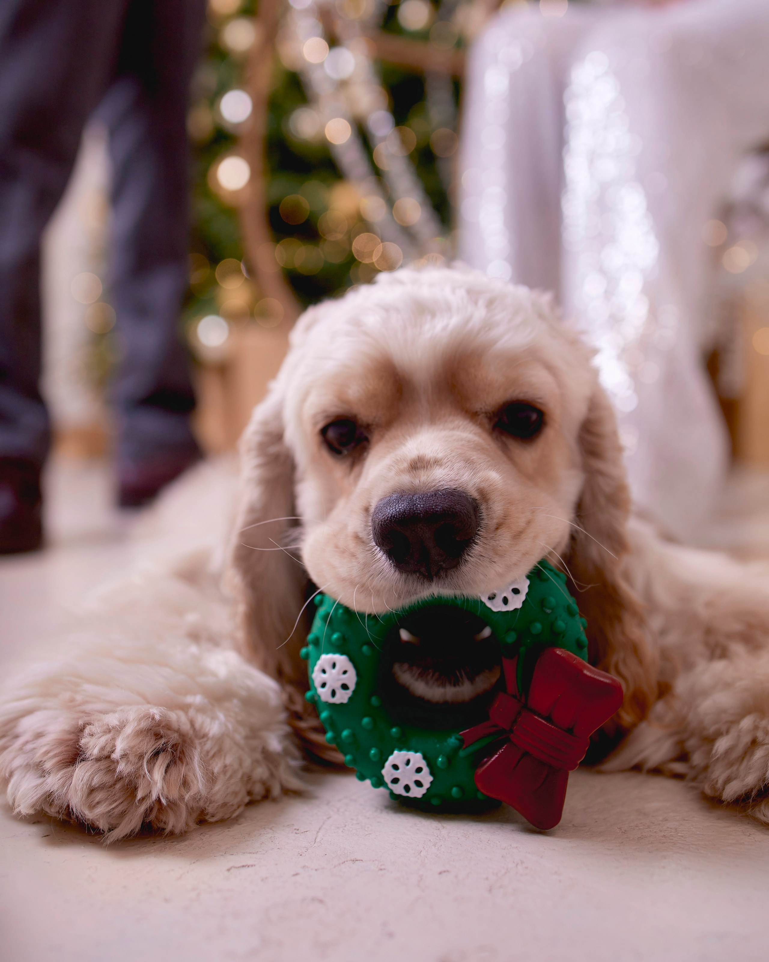 Новый год. Фотограф Иван Кузьмин на любое Ваше мероприятие