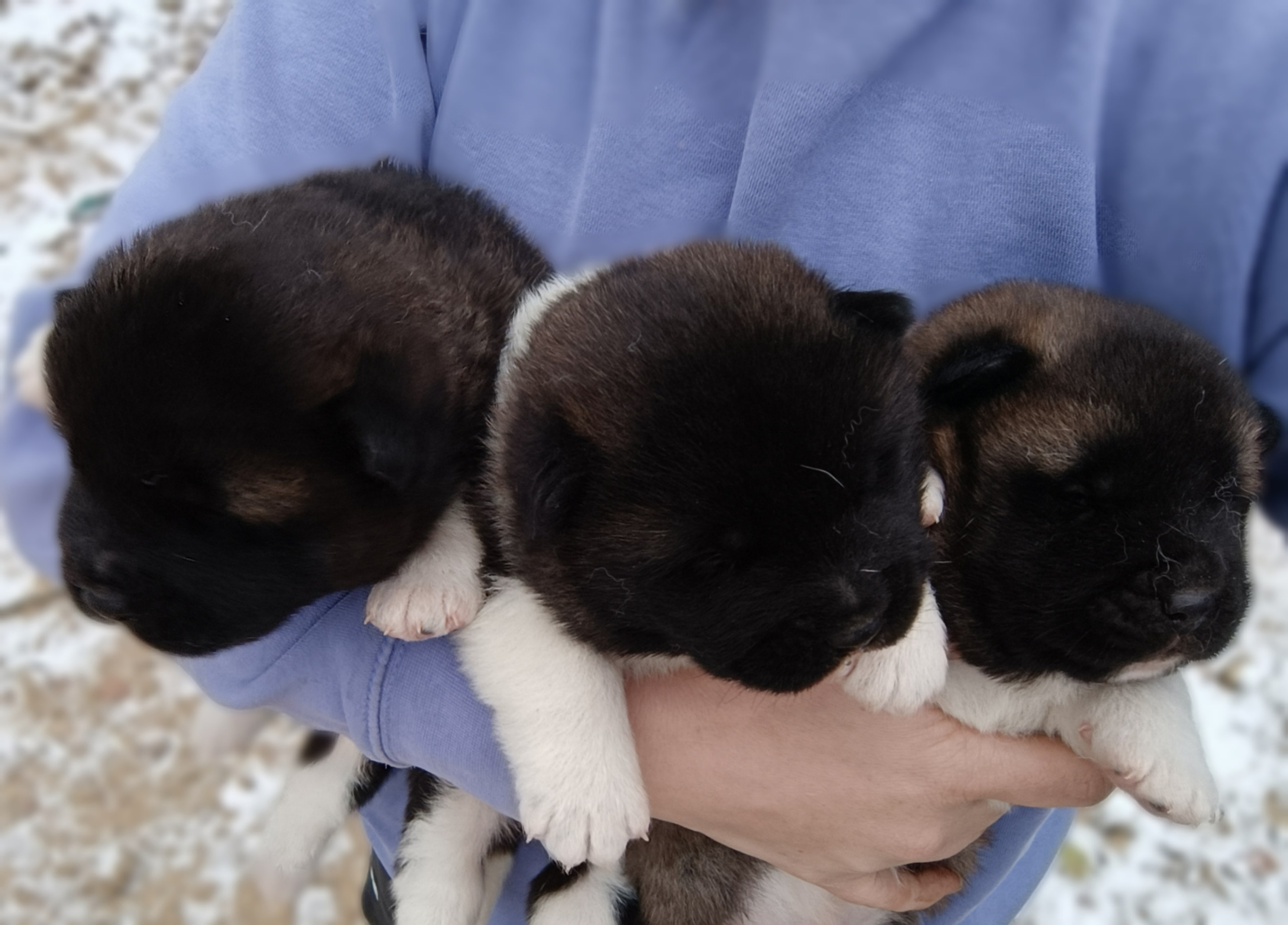Американская акита  щенки питомник Санкт-Петербург клубные щенки Американская акита питомник RUBYLIGHT Рубилайт купить щенка американской акиты