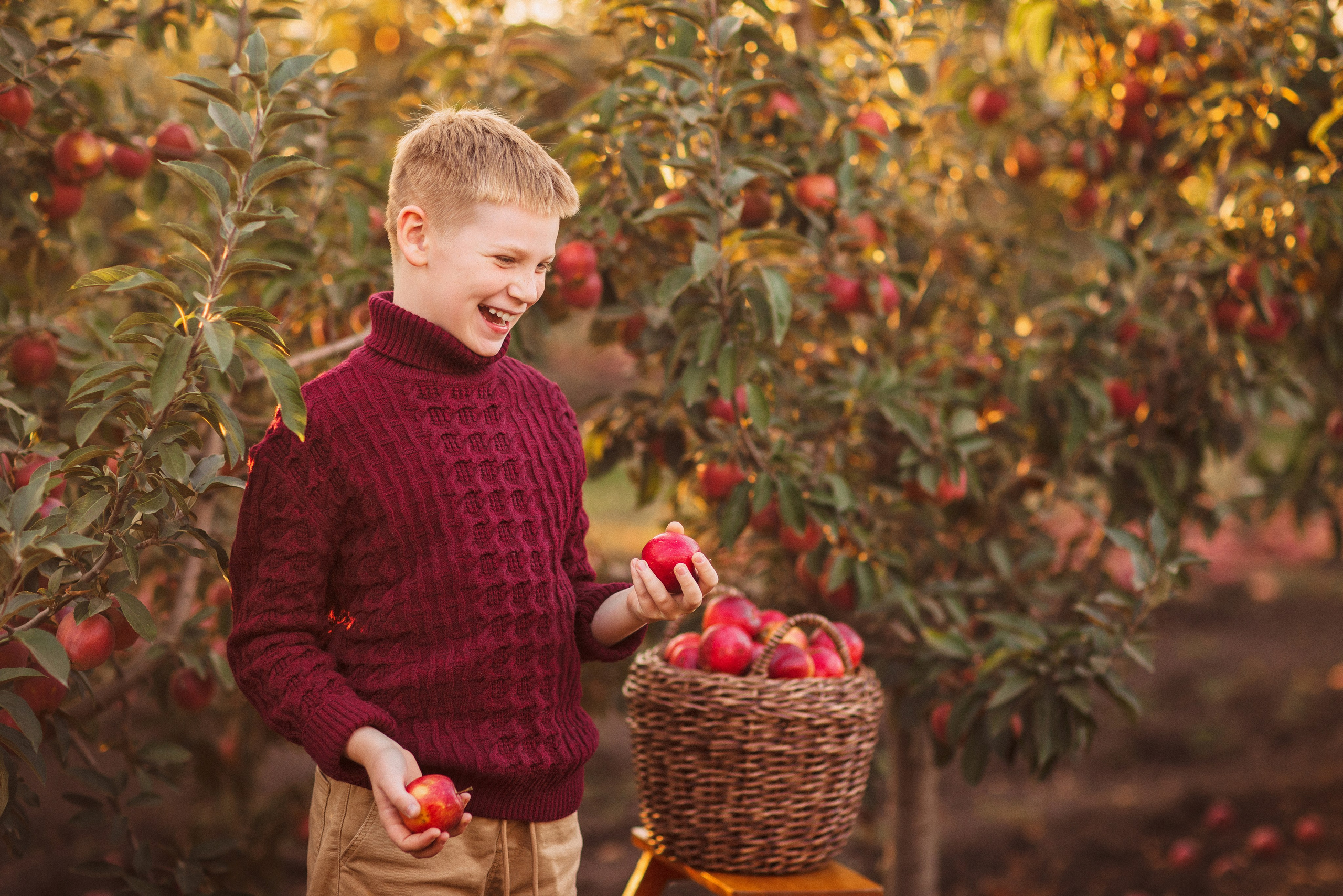 Сбор урожая Яблок. Семейный и детский фотограф в Краснодаре Анна Трашкова