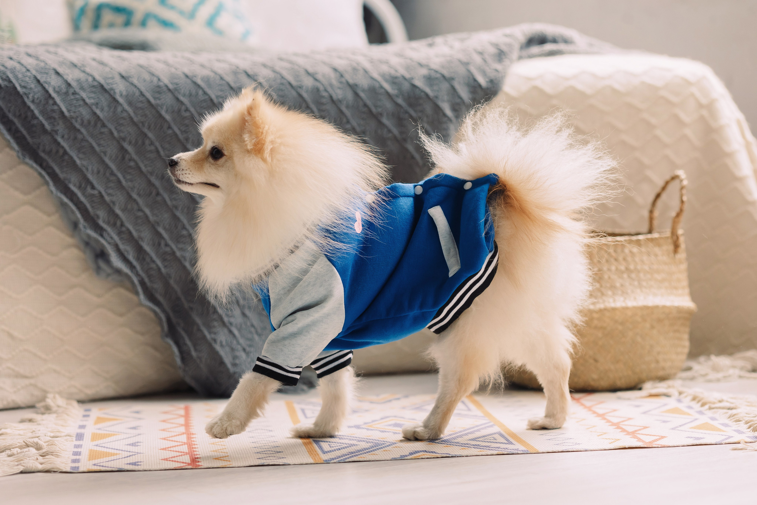 Магазин Friend of mine. Фотограф-анималист Елена Радченко, Москва