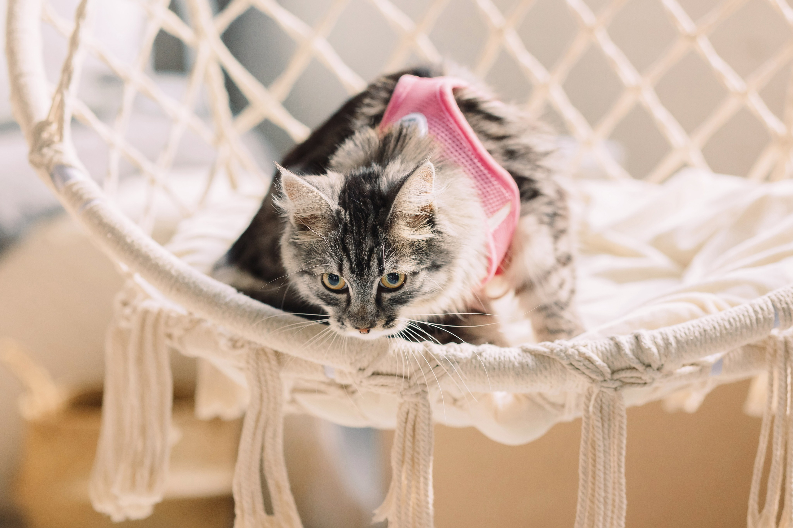 Магазин Friend of mine. Фотограф-анималист Елена Радченко, Москва