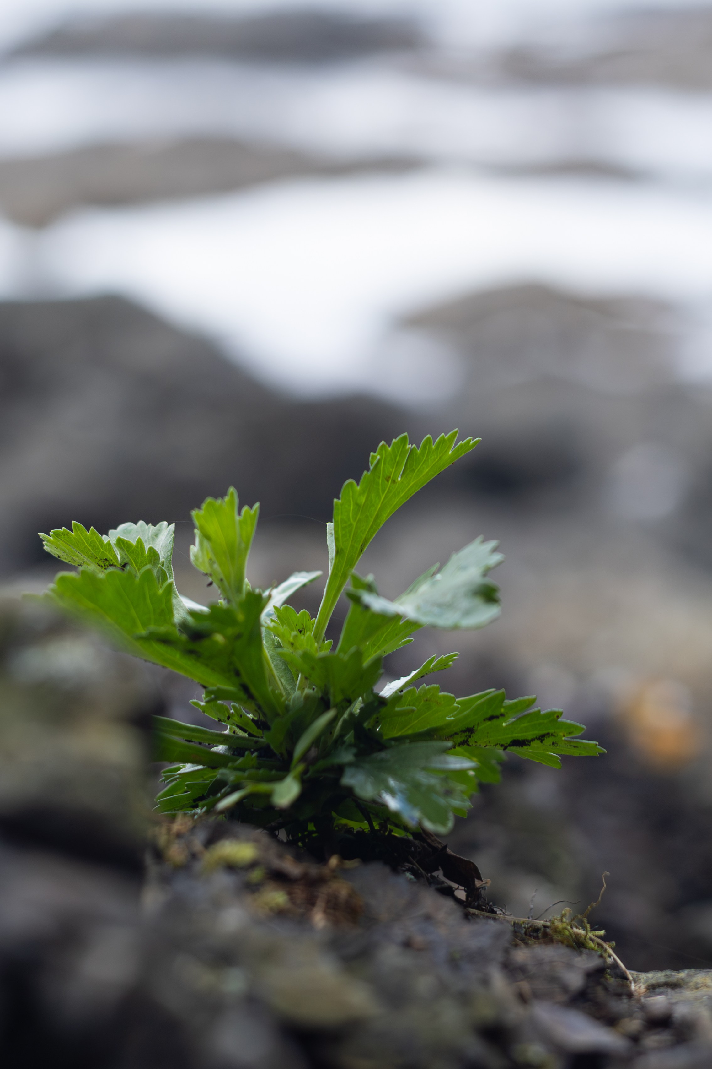 Мыс Евстафия. Фотограф в Южно-Сахалинске Гусаков Евгений