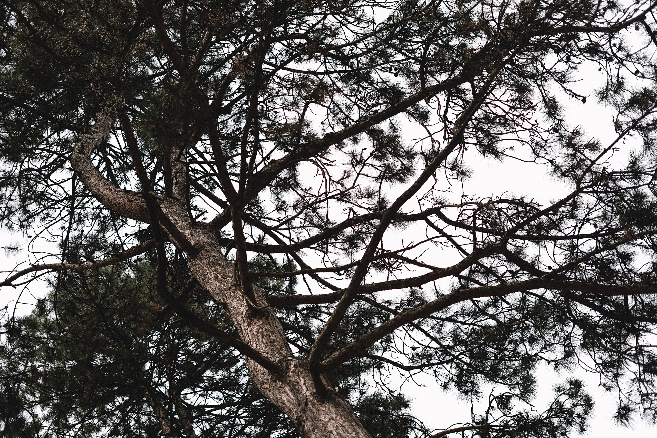Дендрарий. Свадебный и семейный фотограф/видеограф в Краснодаре Наталья Осинская