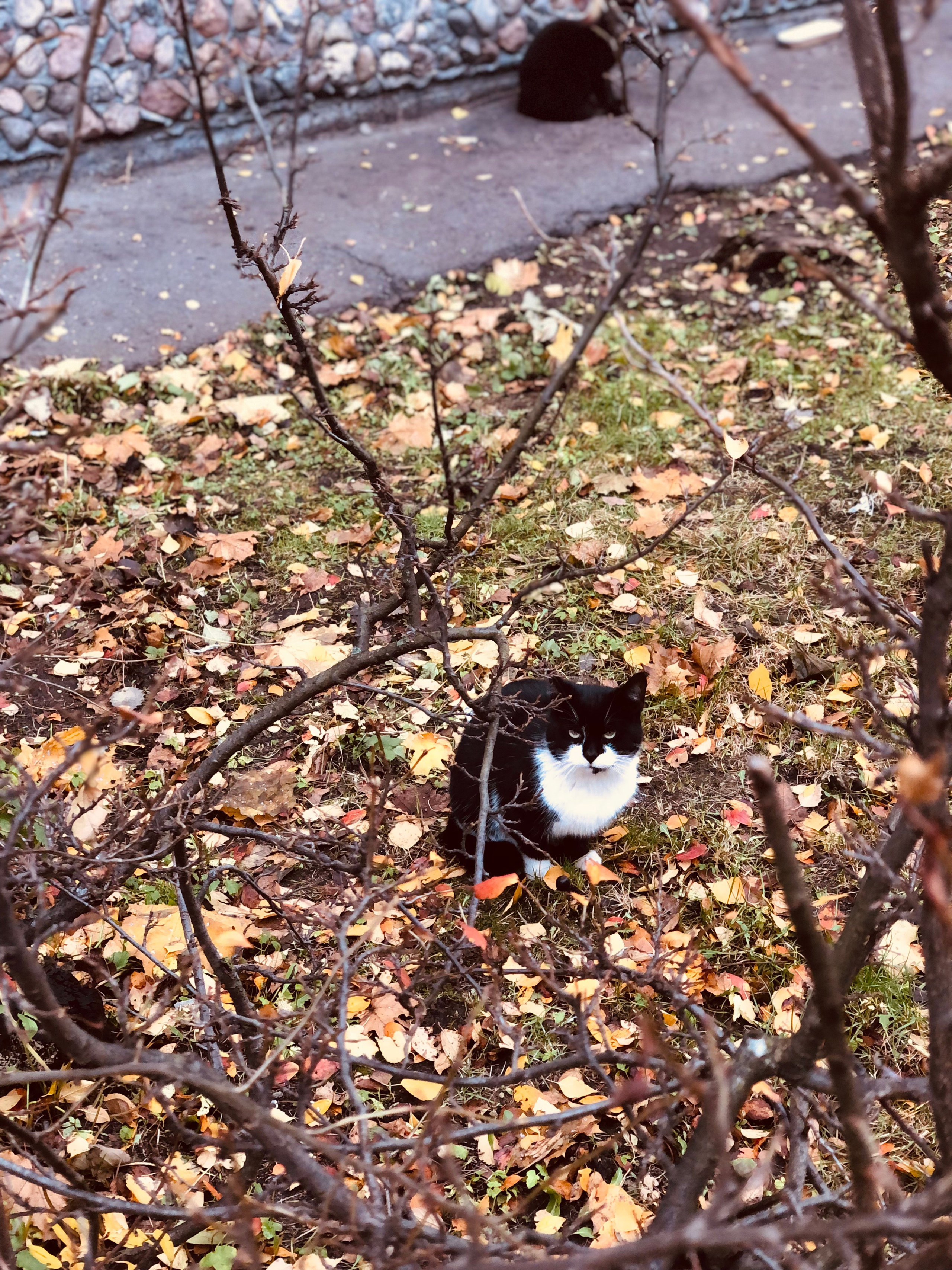 Ноябрь. Семейный, Свадебный фотограф СПБ Питер— Романова Екатерина