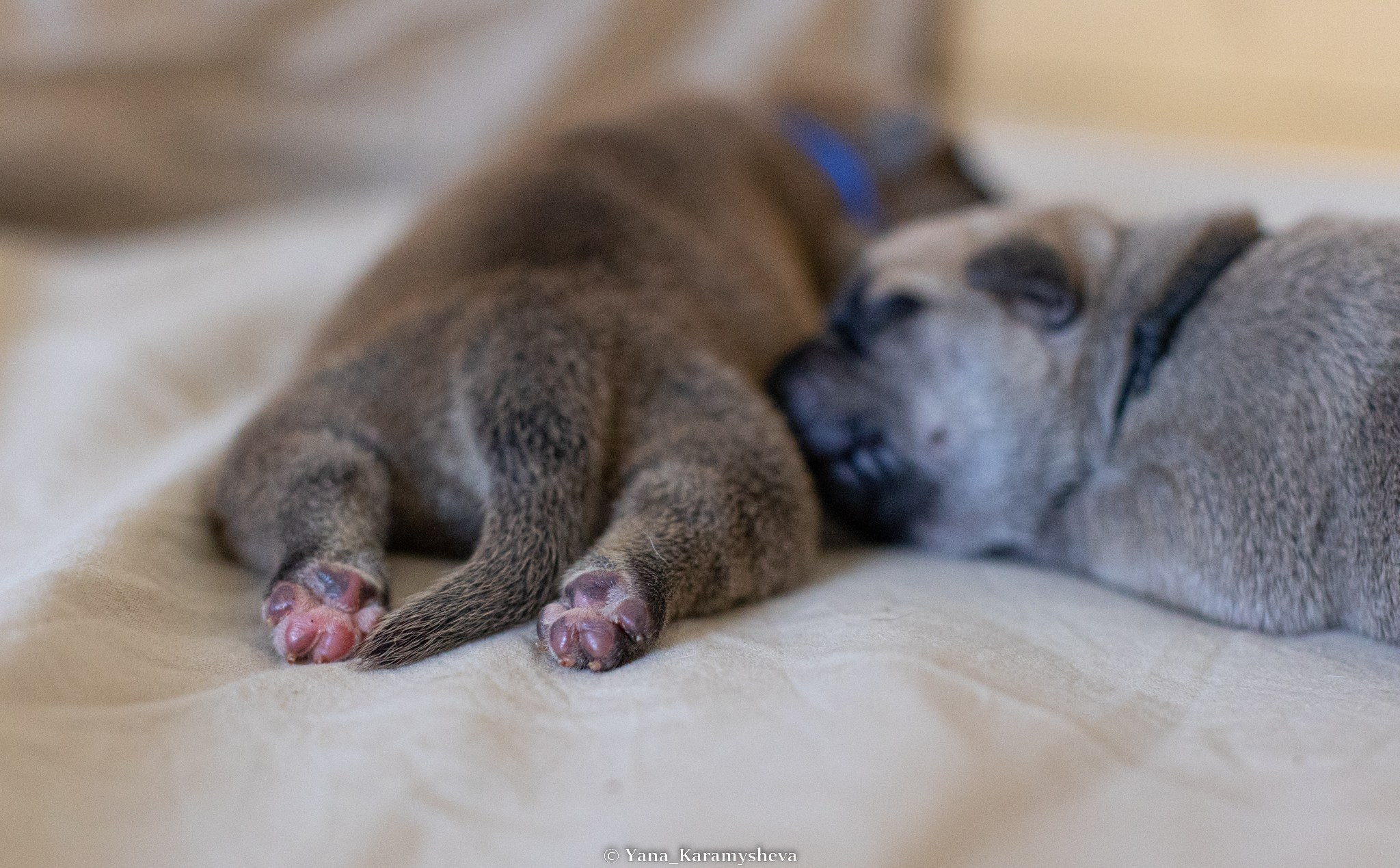 Помёты. Yana Karamysheva Animal Photo