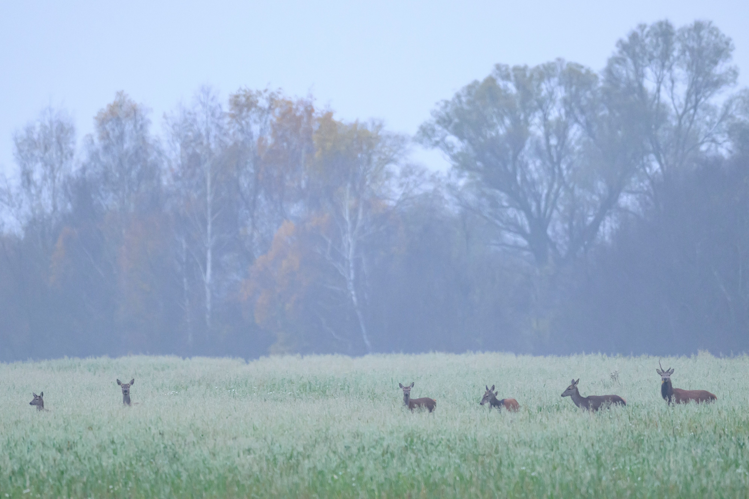 Олени. Wildlife photography by Sergey Puponin