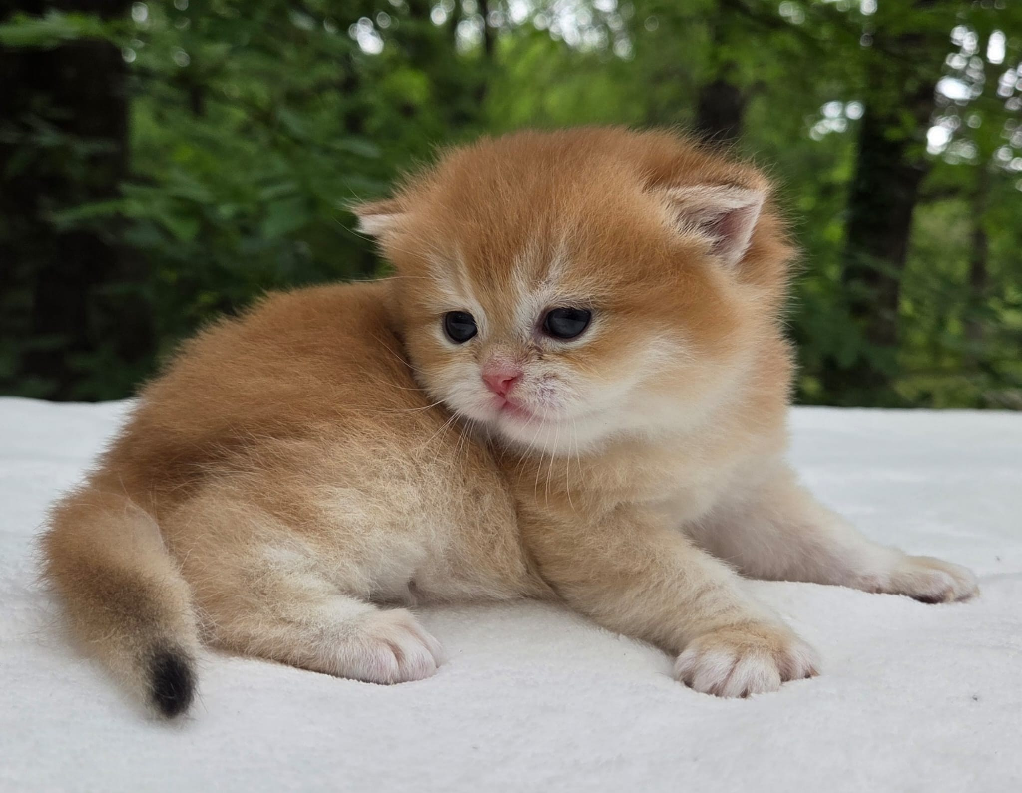 Lexus, male, DB-03.25.26, $1499. British shorhair Cats