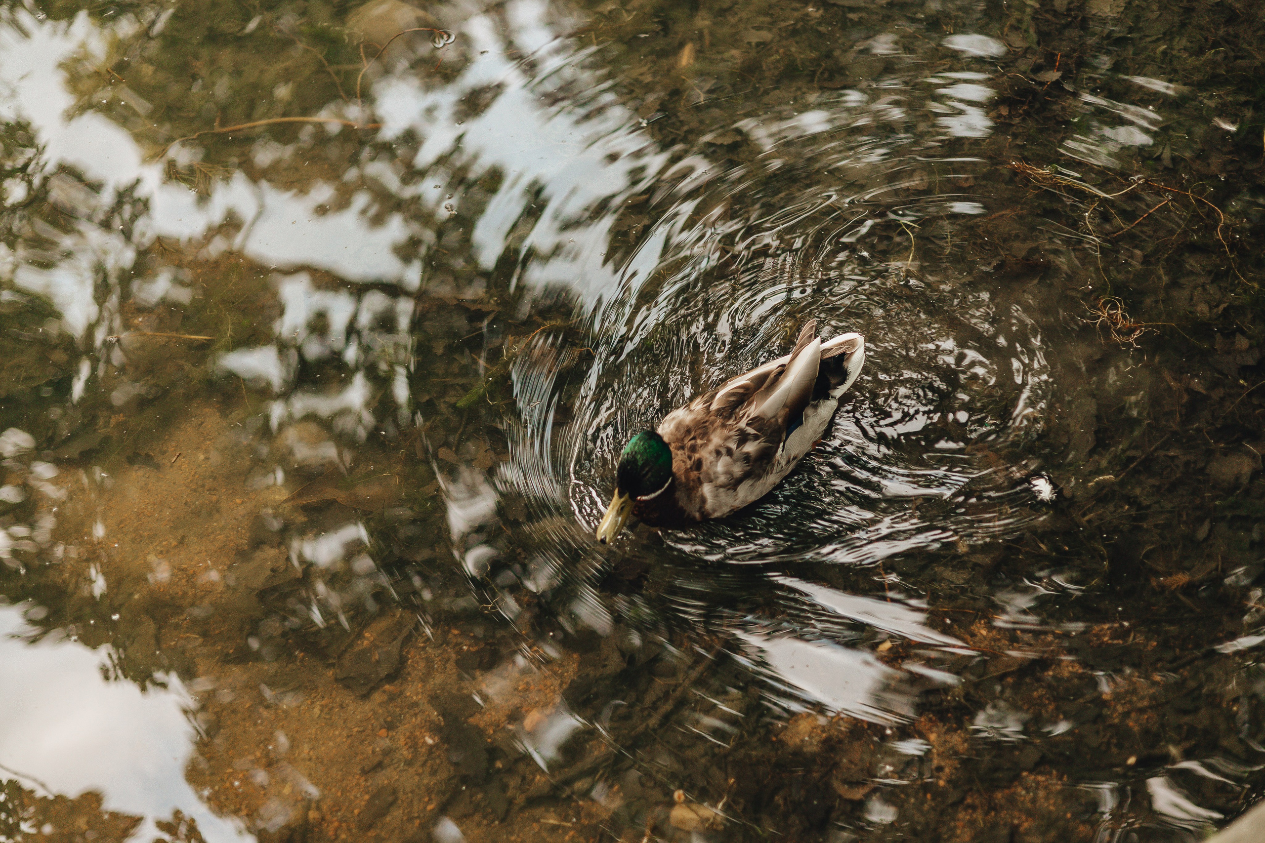 Прогулка по Царскому Селу. Свадебный и семейный фотограф Пушкин Царское Село СПБ Питер Санкт-Петербург и Рязань Ольга Козлова
