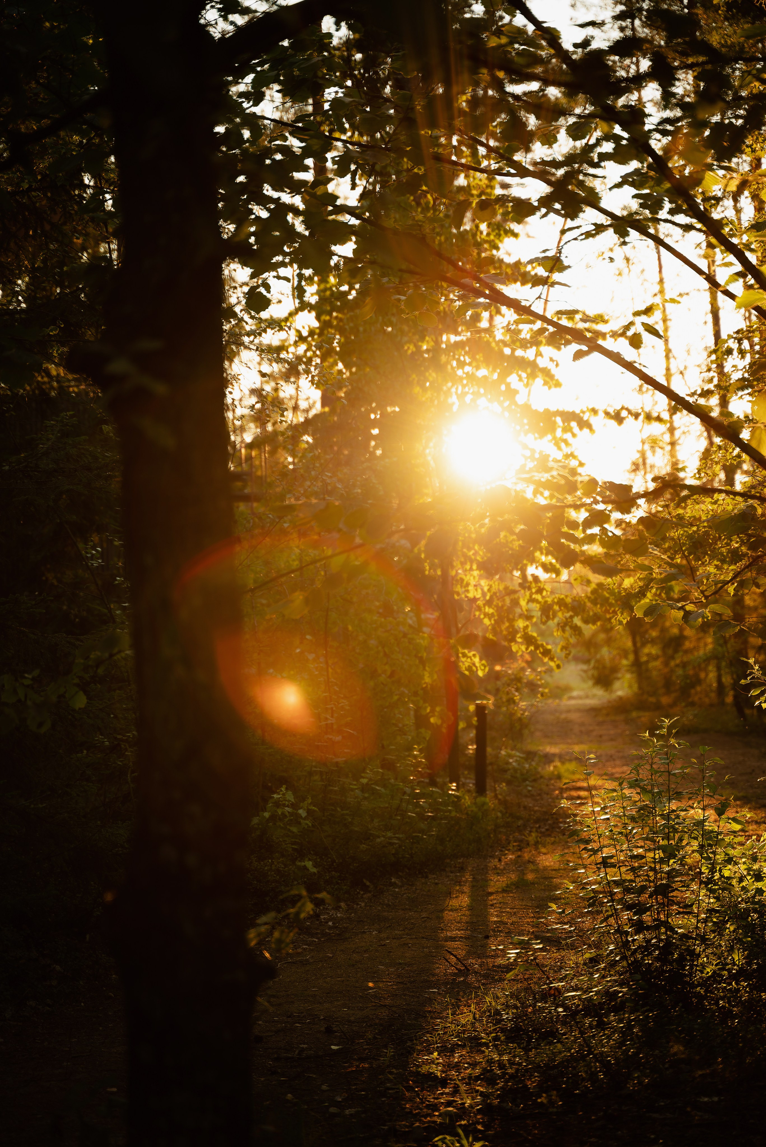 DZEN FOREST. Репортажный и свадебный фотограф в Минске Шамко Анатолий