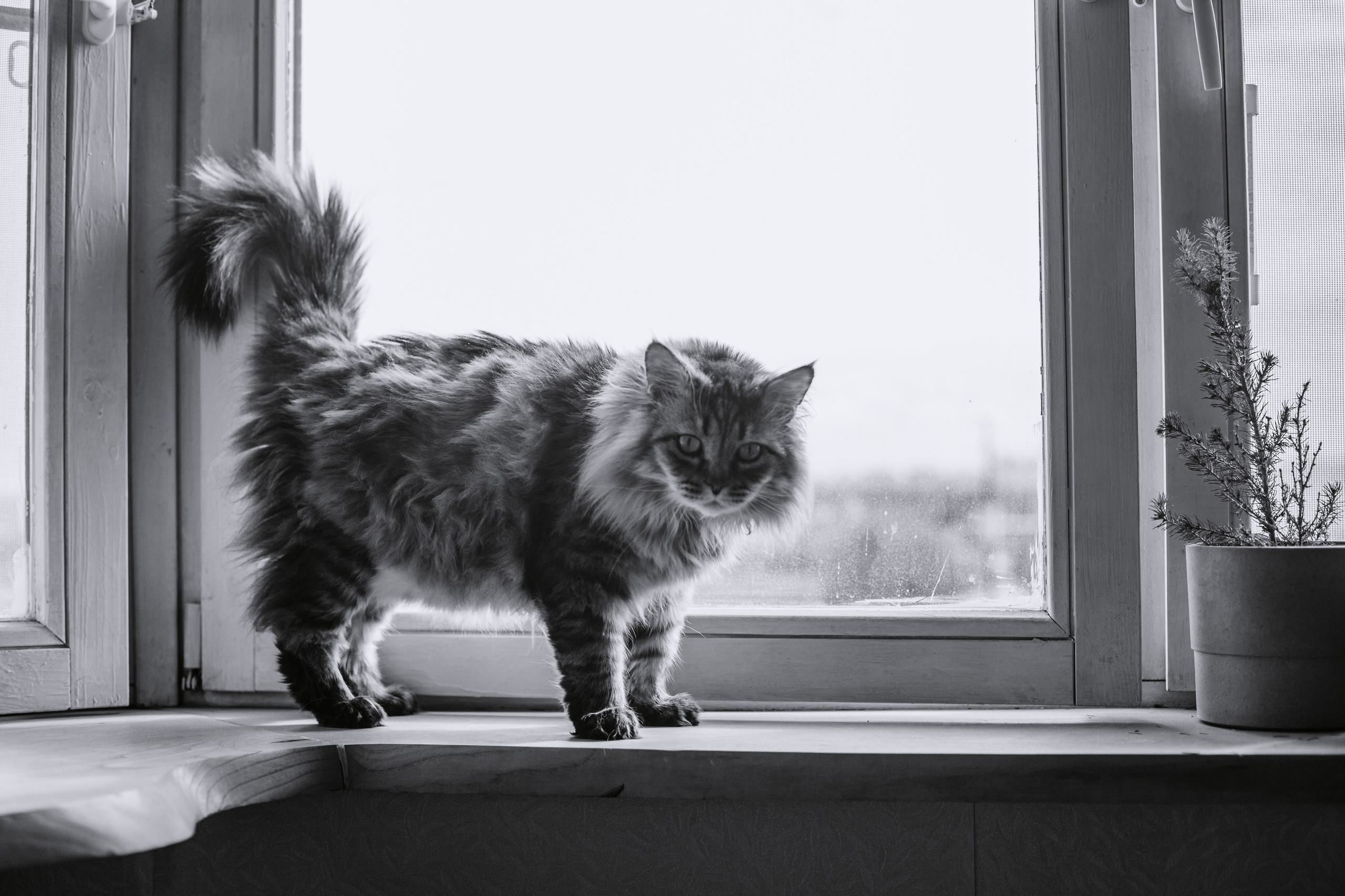 Домашняя фотосессия кота. Фотограф-анималист Татьяна Степанова