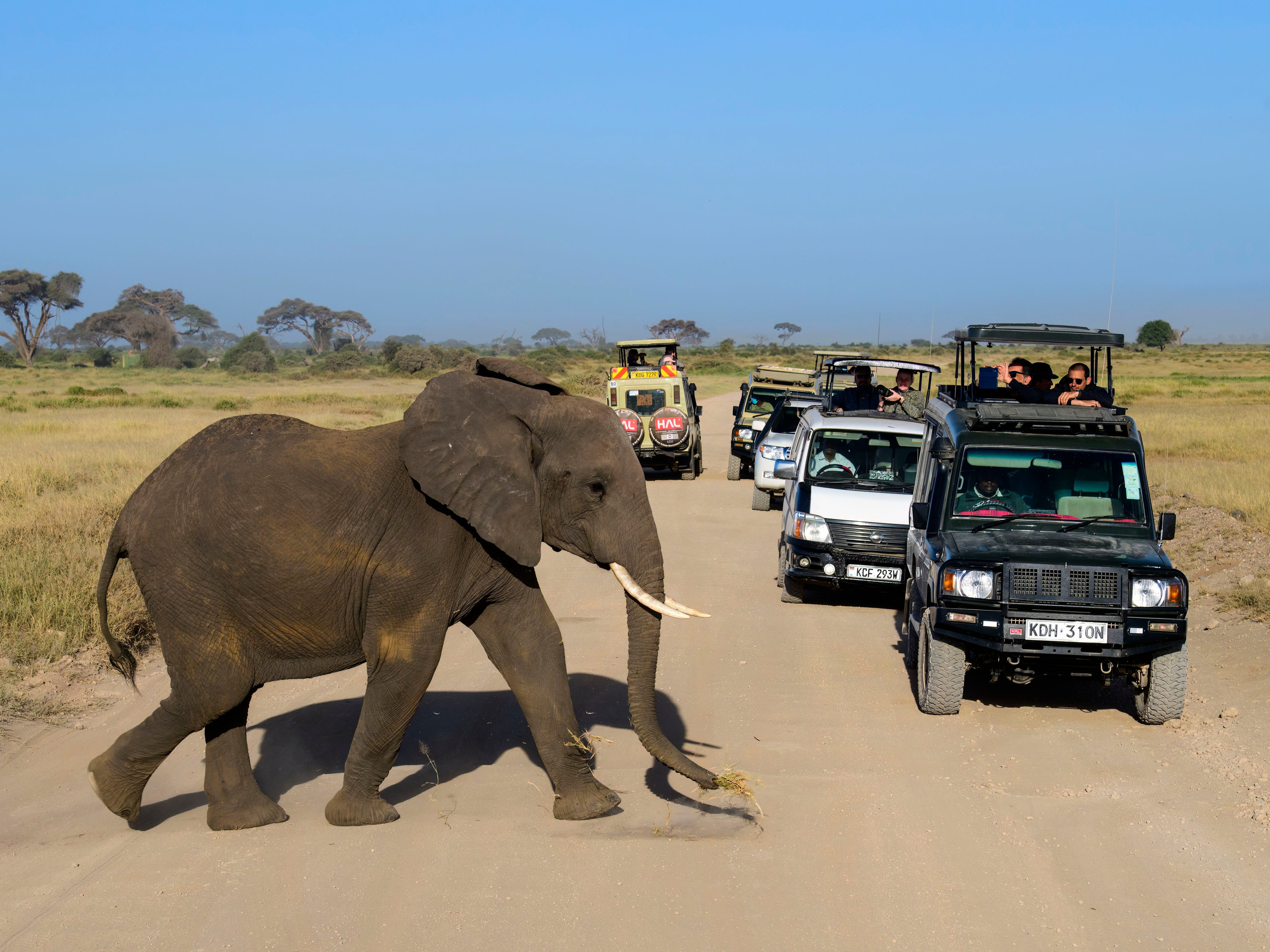 Кения. Wildlife photography by Sergey Puponin