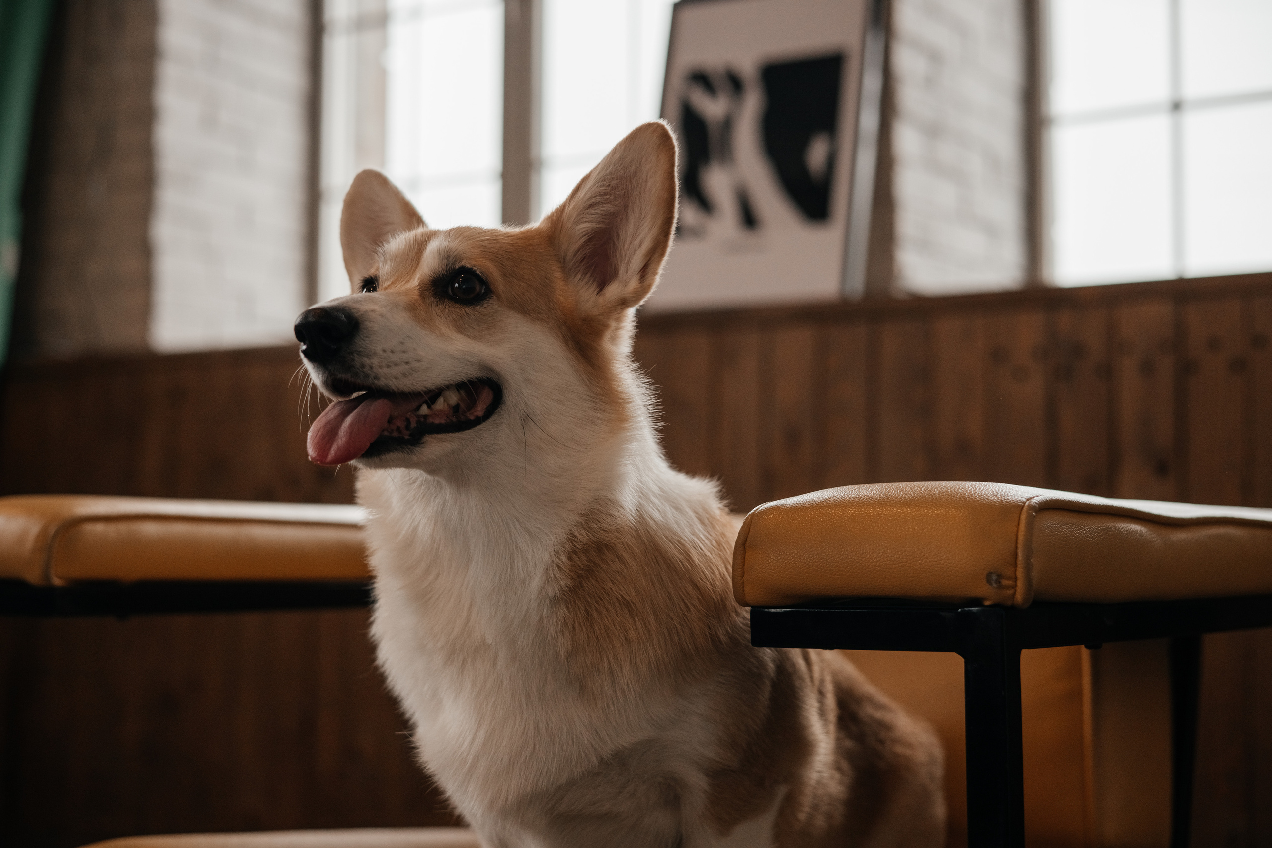 Молли |Корги|. Фотограф