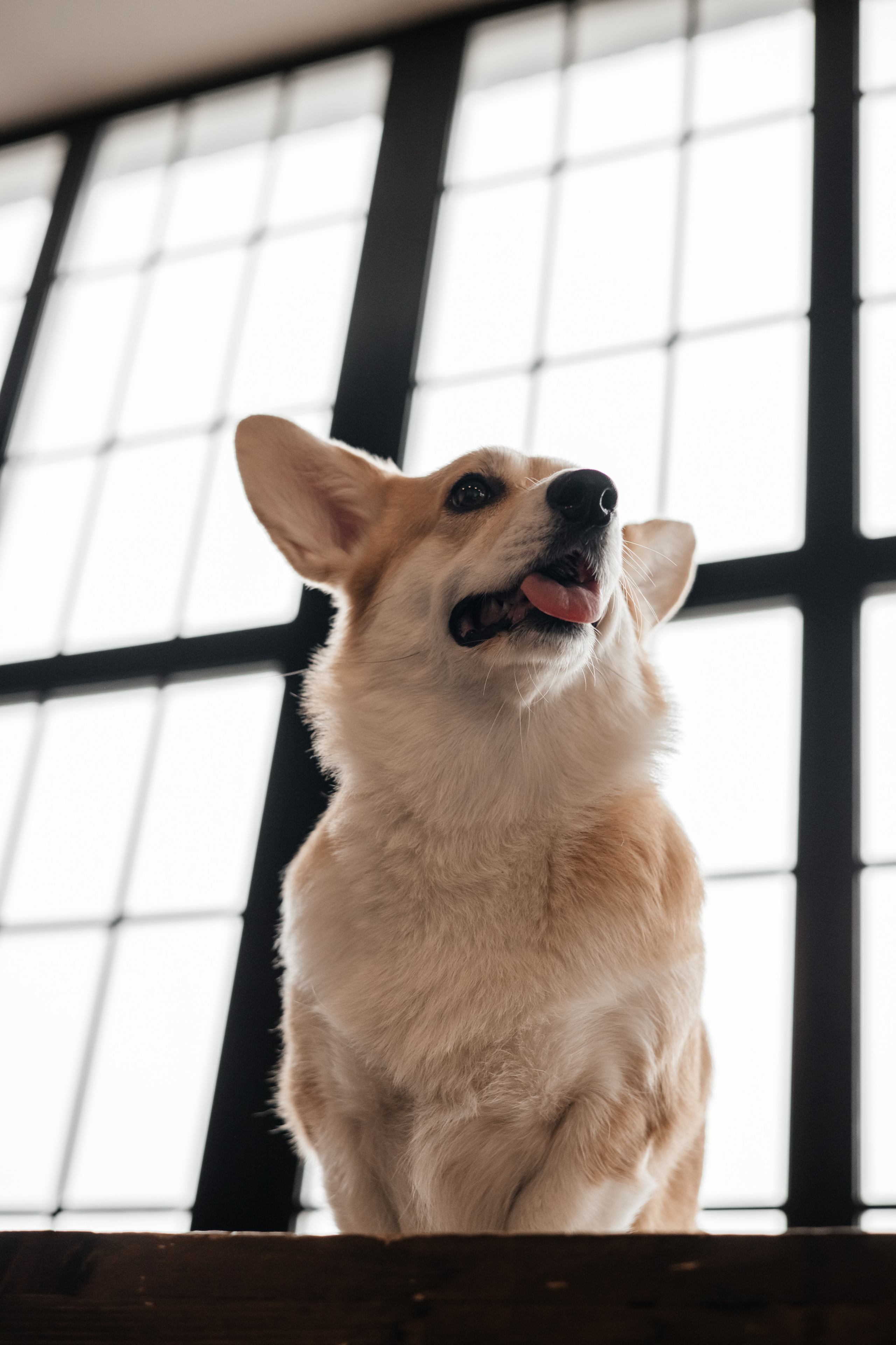 Молли |Корги|. Фотограф