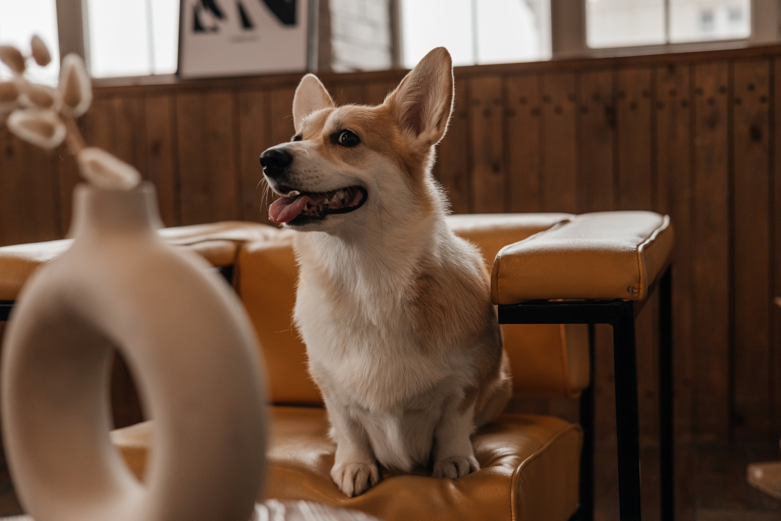 Молли |Корги|. Фотограф