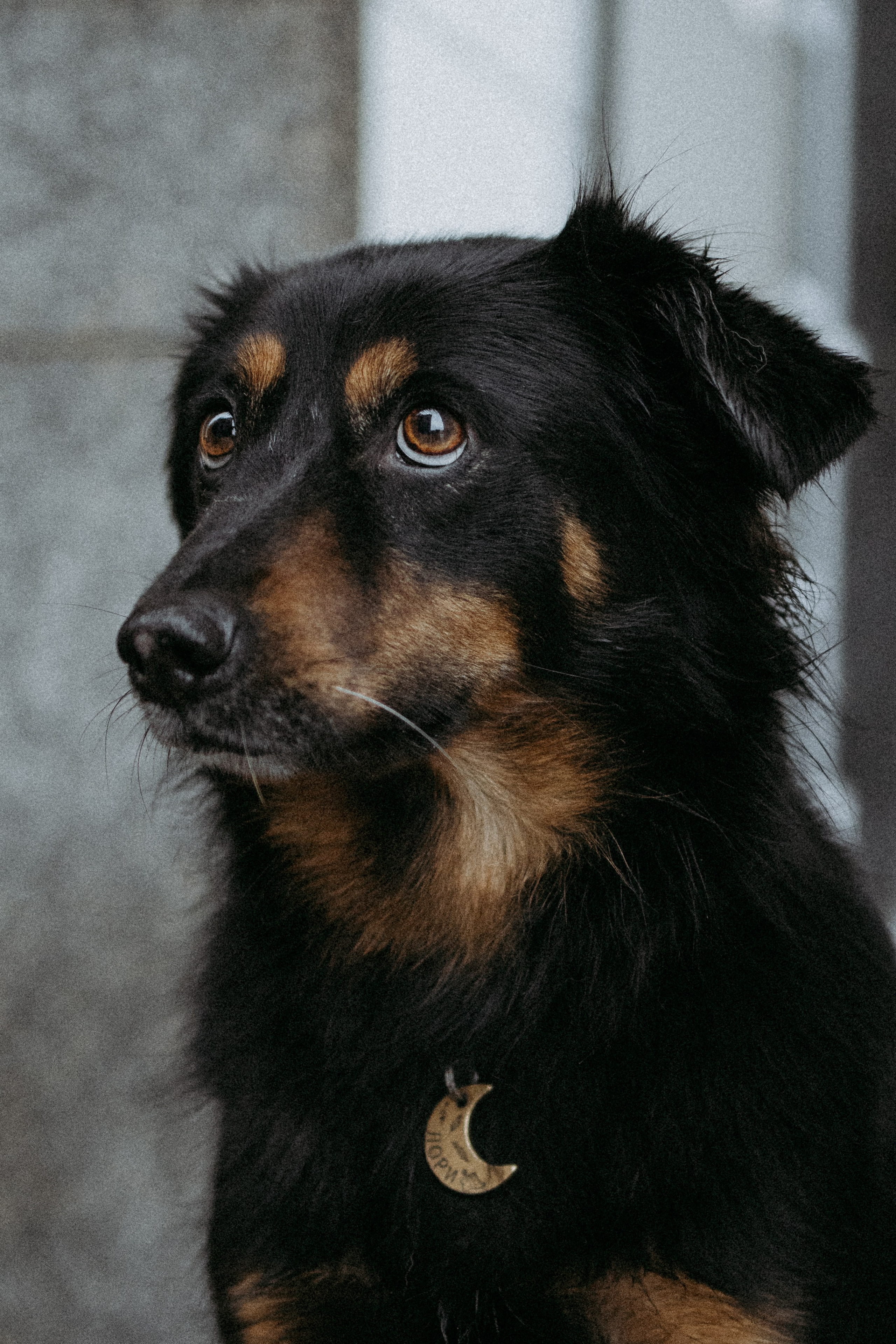 Саша, Ксюша и их банда. Фотораф — анималист Мария Шистка