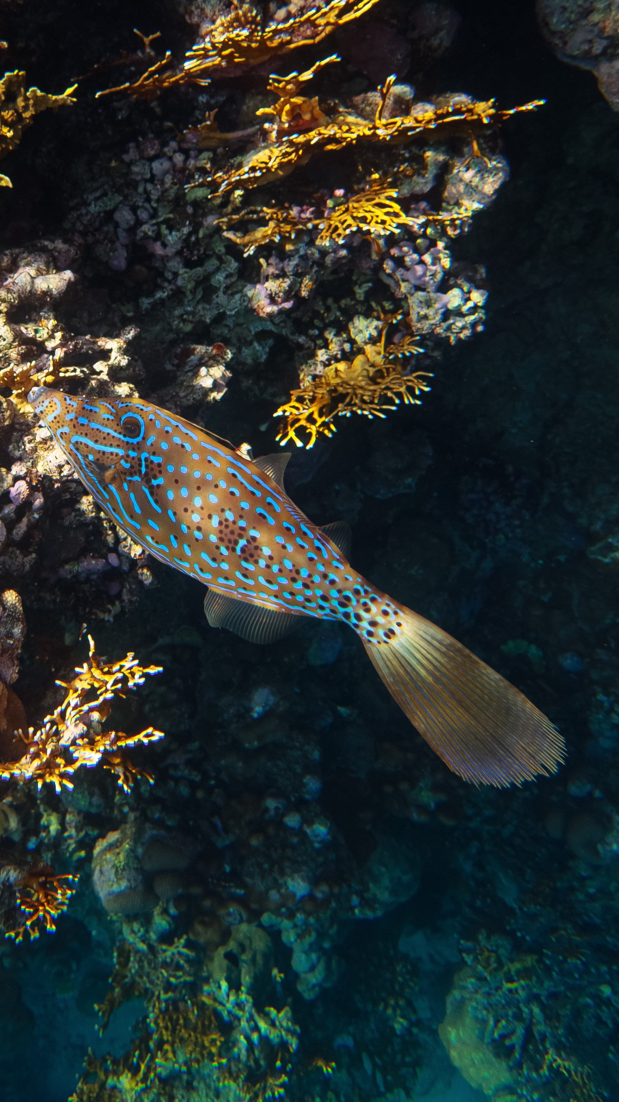 Fish. Фотограф Светлана Голицына