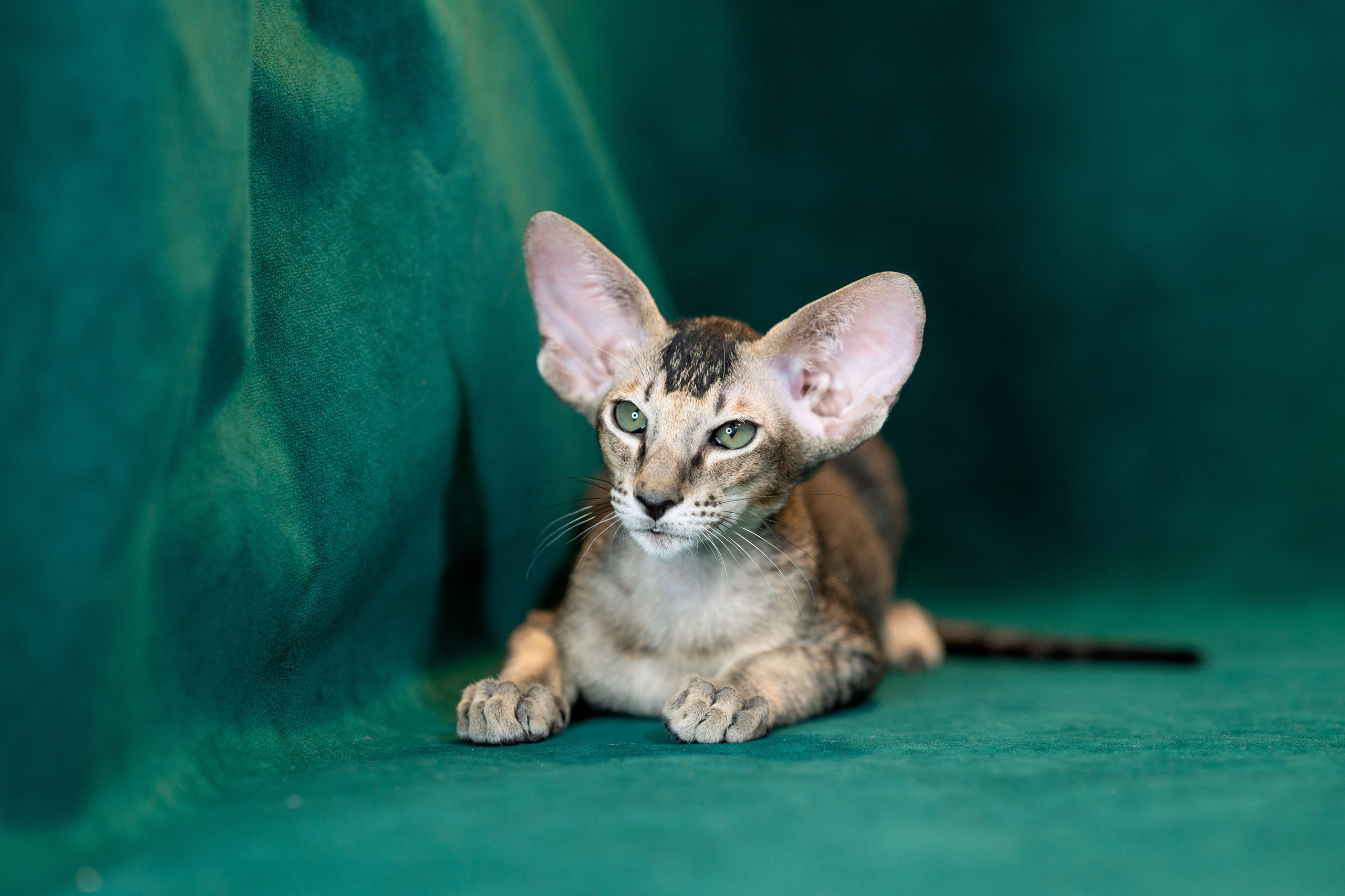 Заводчик Юлия Панова. Творческий фотограф Вологда