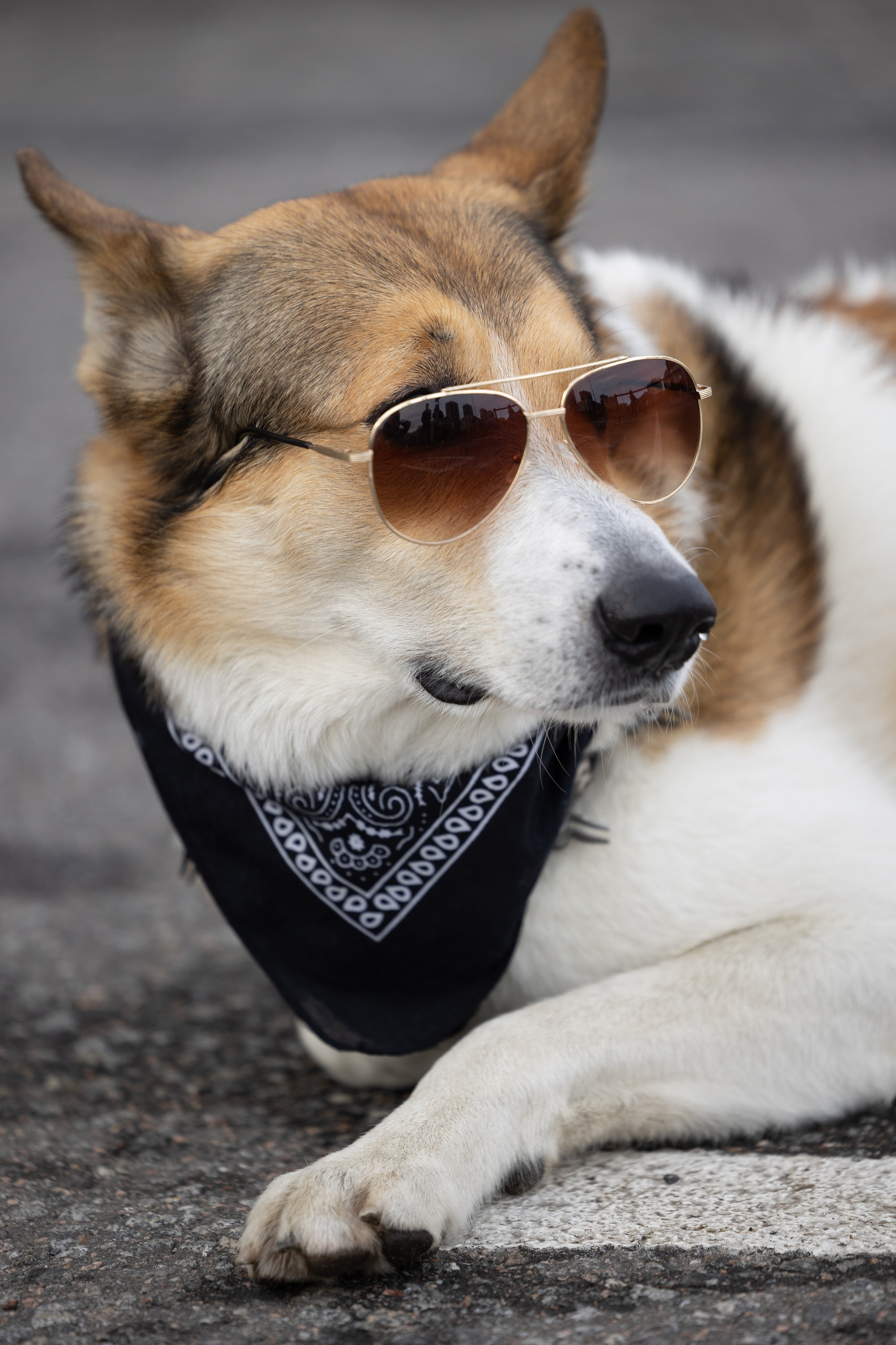 Кросс «Быстрый пёс», Балтийская Жемчужина. Главная