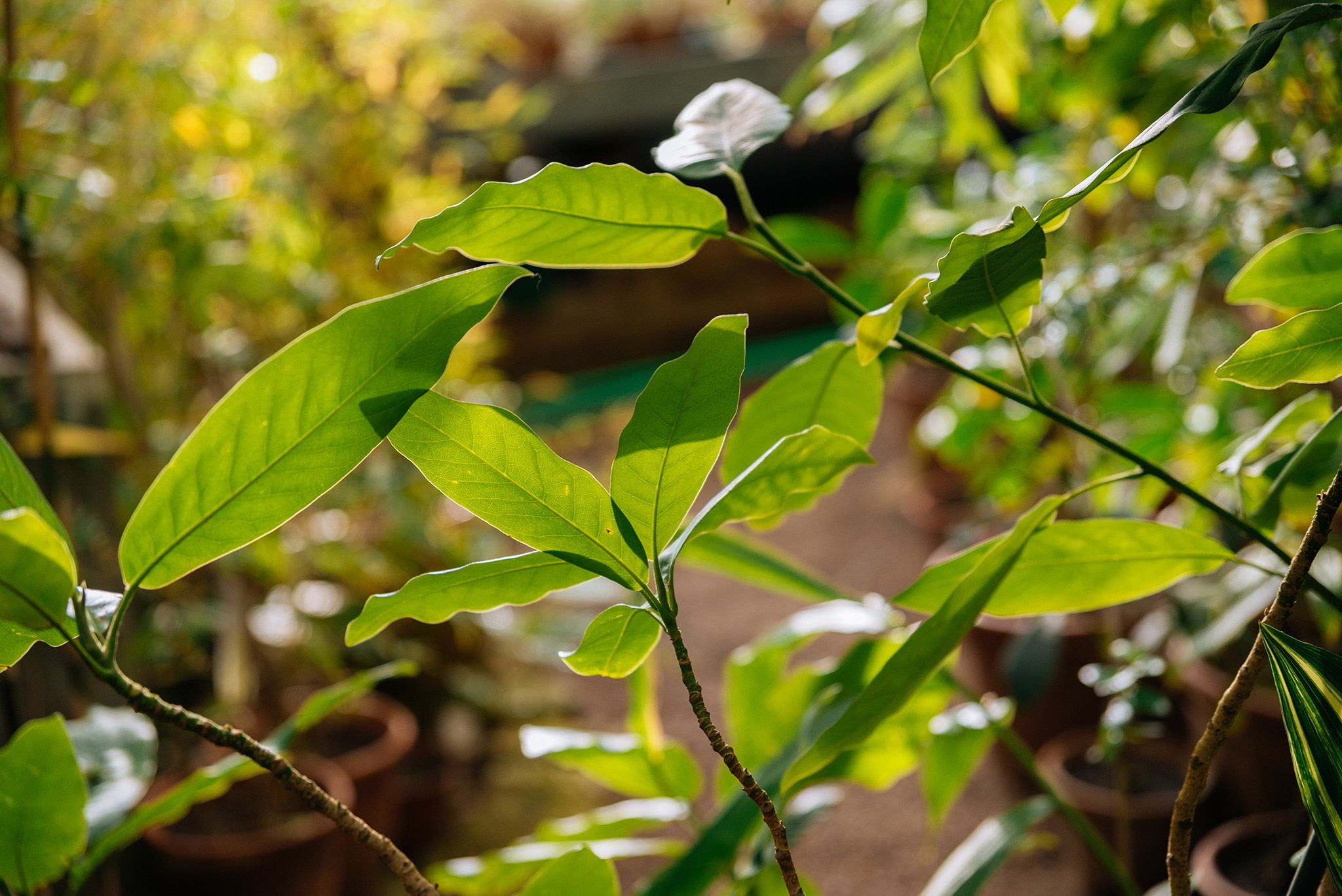 Юлия и Алиса. Прогулка в ботаническом саду. Репортажный фотограф в Санкт-Петербурге Анастасия Клёпова