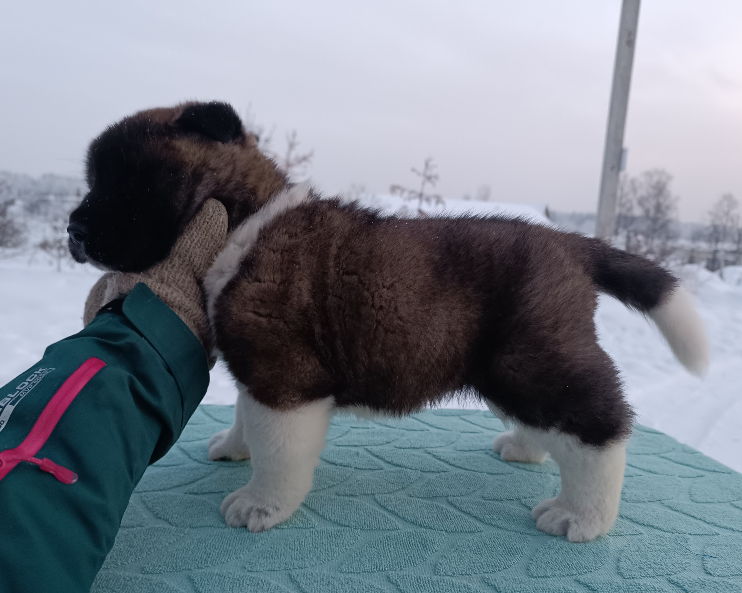 Американская акита  щенки питомник Санкт-Петербург клубные щенки Американская акита питомник RUBYLIGHT Рубилайт купить щенка американской акиты