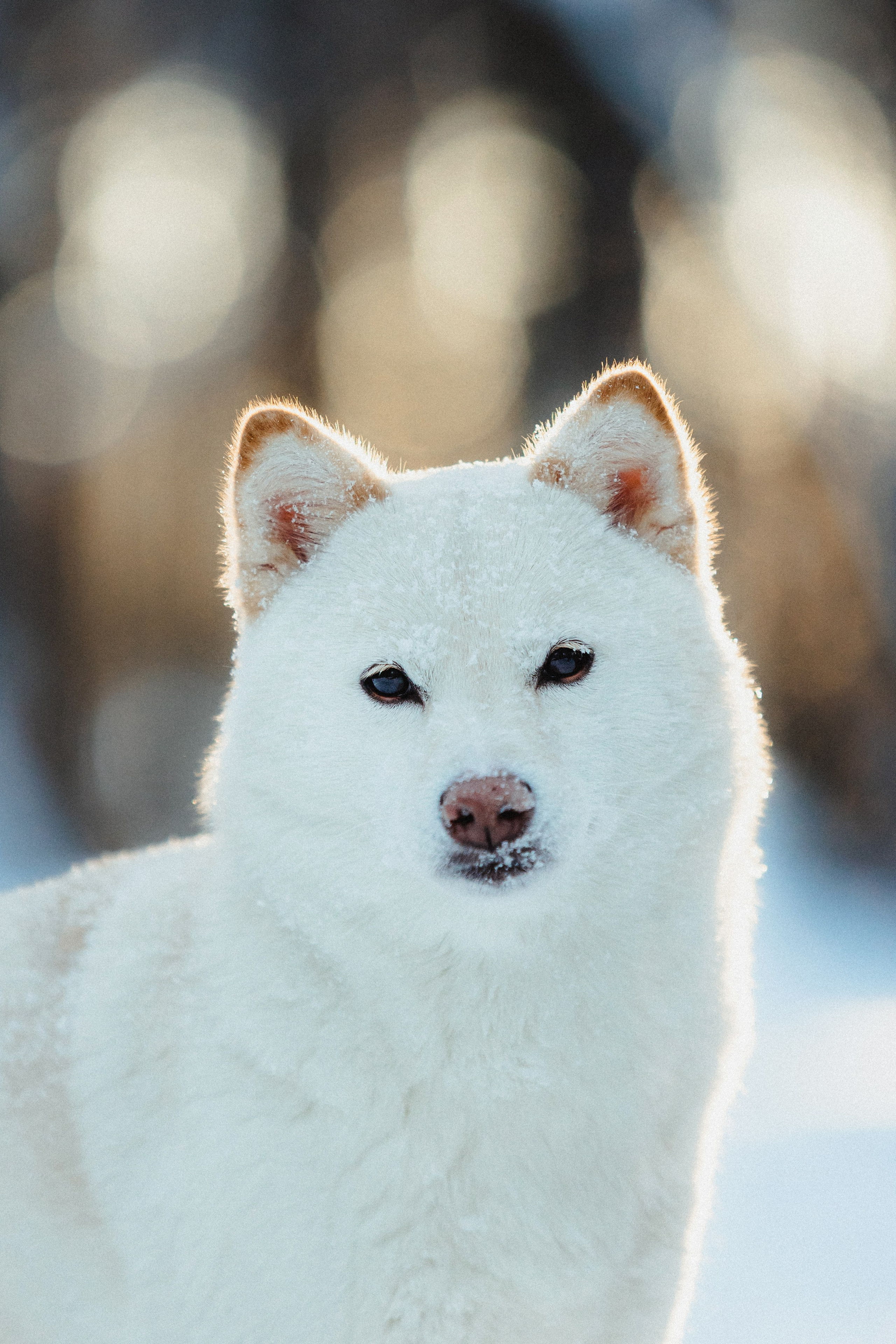 Шед, Цири и Ира