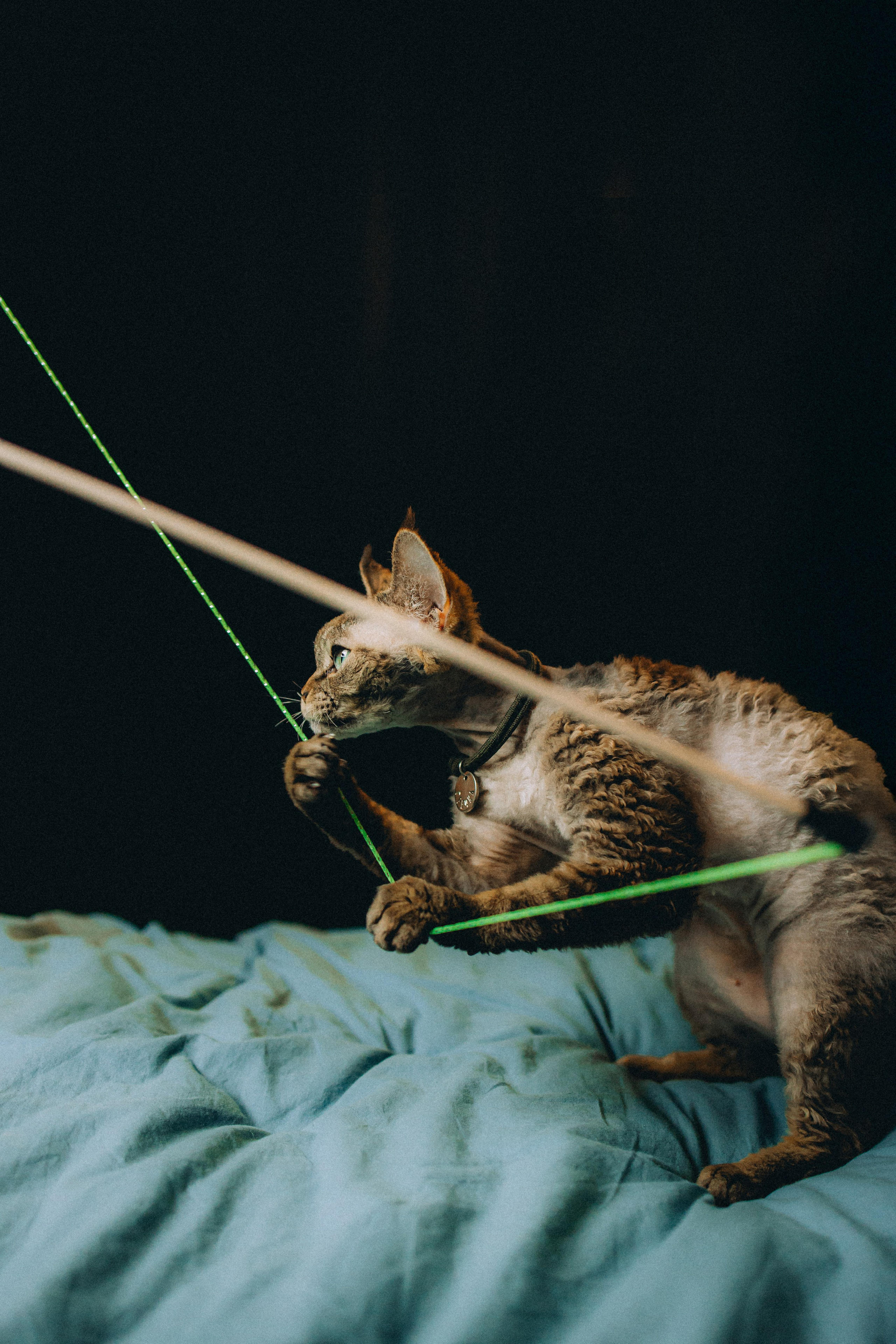 Гречка, Ковш и их семья