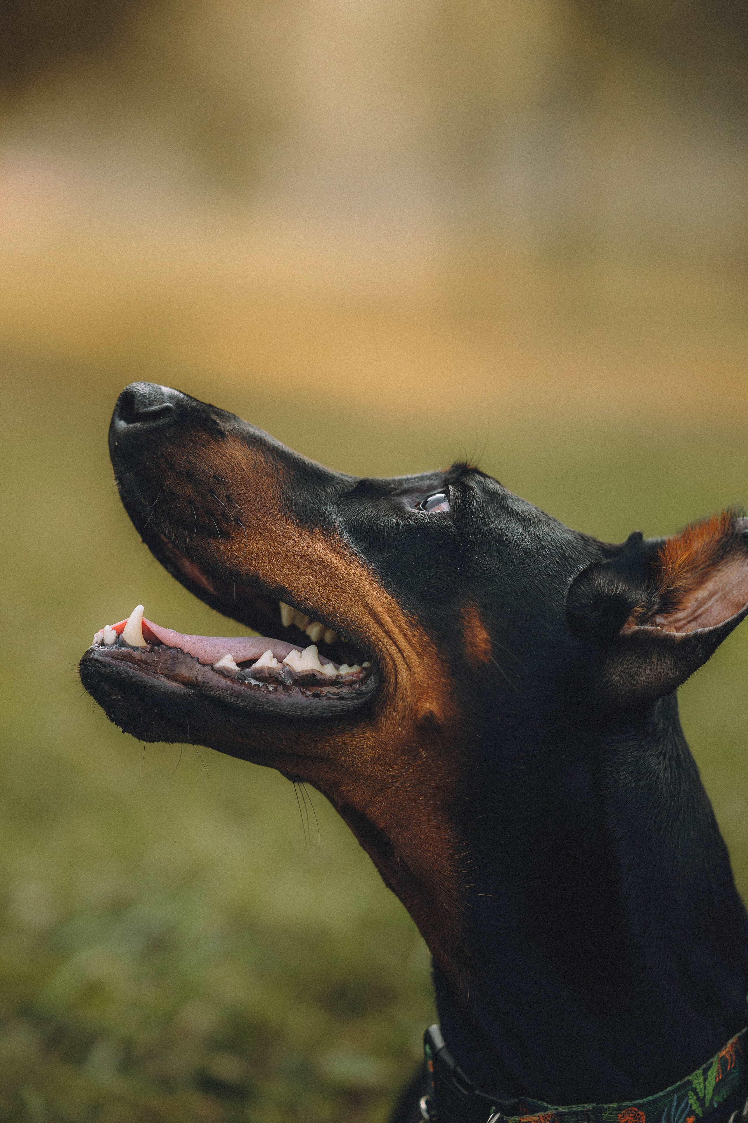 Паша и Хайди