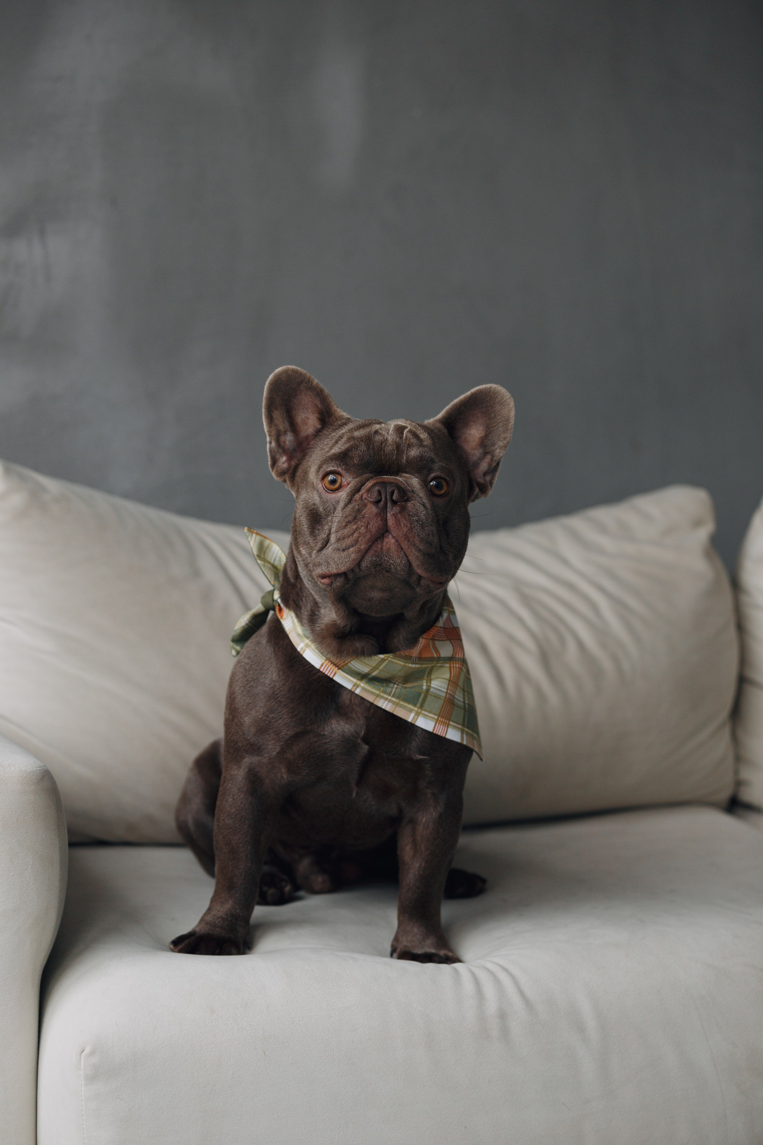 Wag'n'tails аксессуары для животных. Фотограф анималист Кристина Карпова, Москва