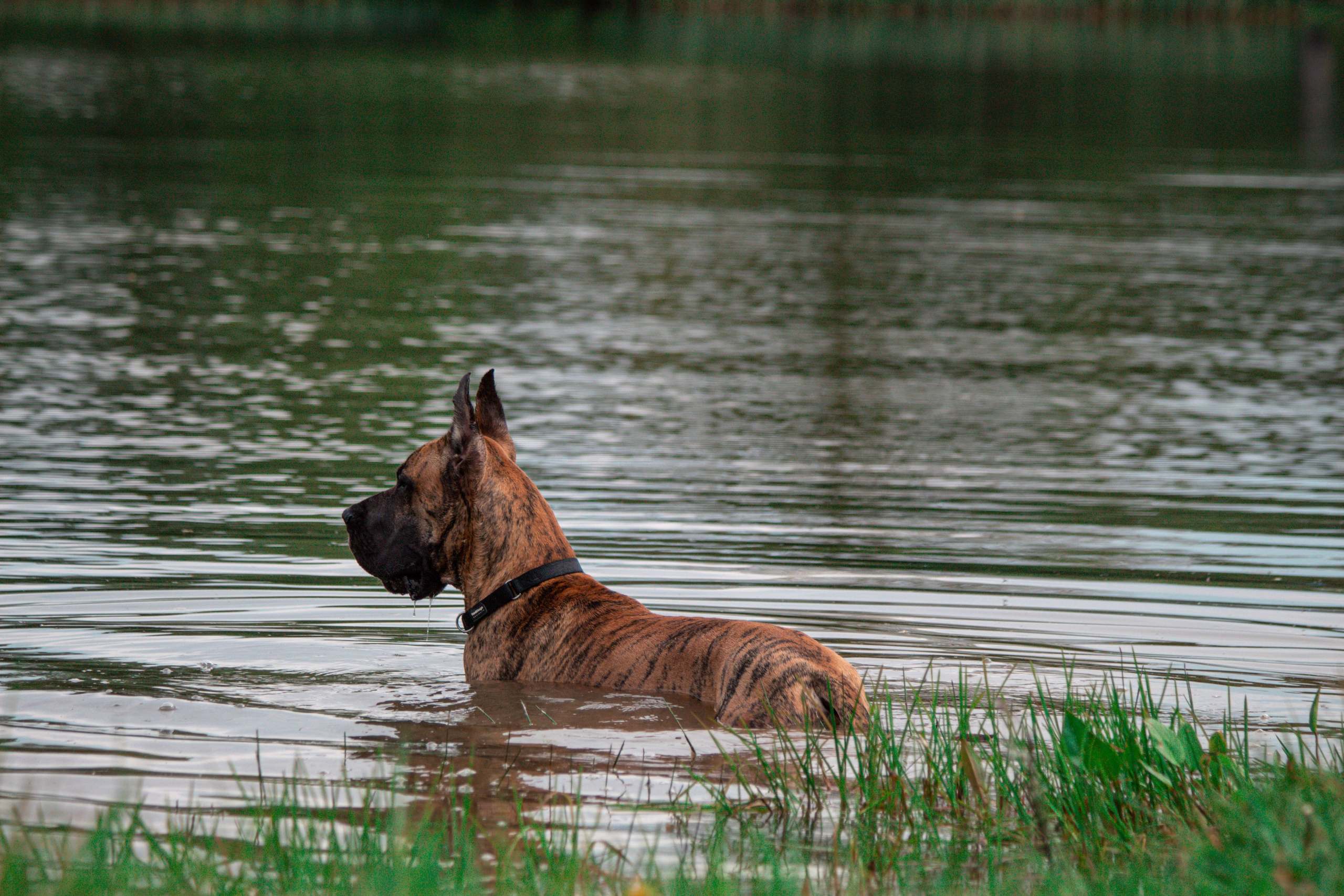 Фотосессии с животными Тула. Фотограф анималист — Тула, Москва