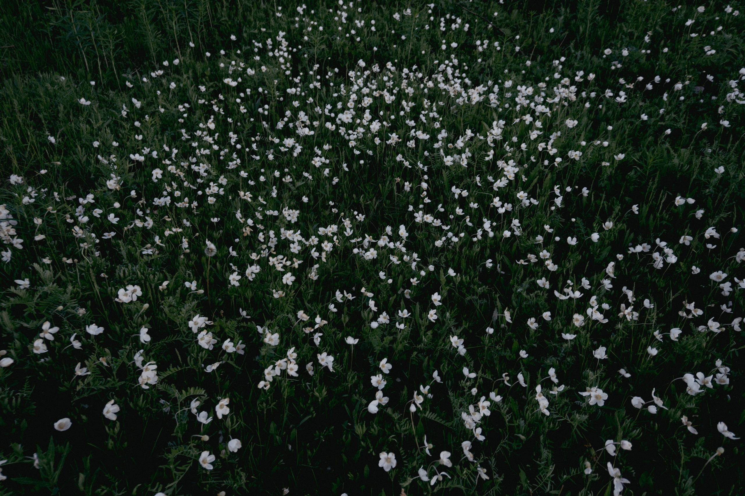 04.06.2025 | Сосновоборск. Kuznetsov | Фотограф в Красноярске