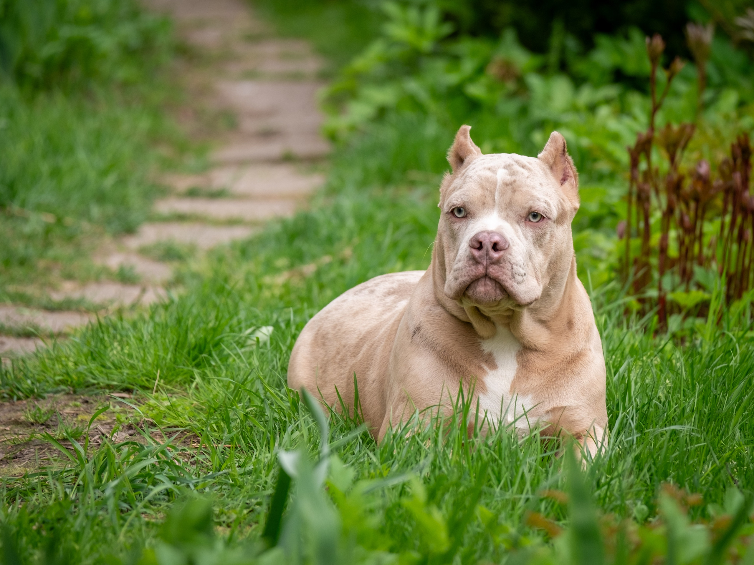 Американские булки для Ирины). Зоофотограф, фотограф животных в Москве и области Дина Дамоцева
